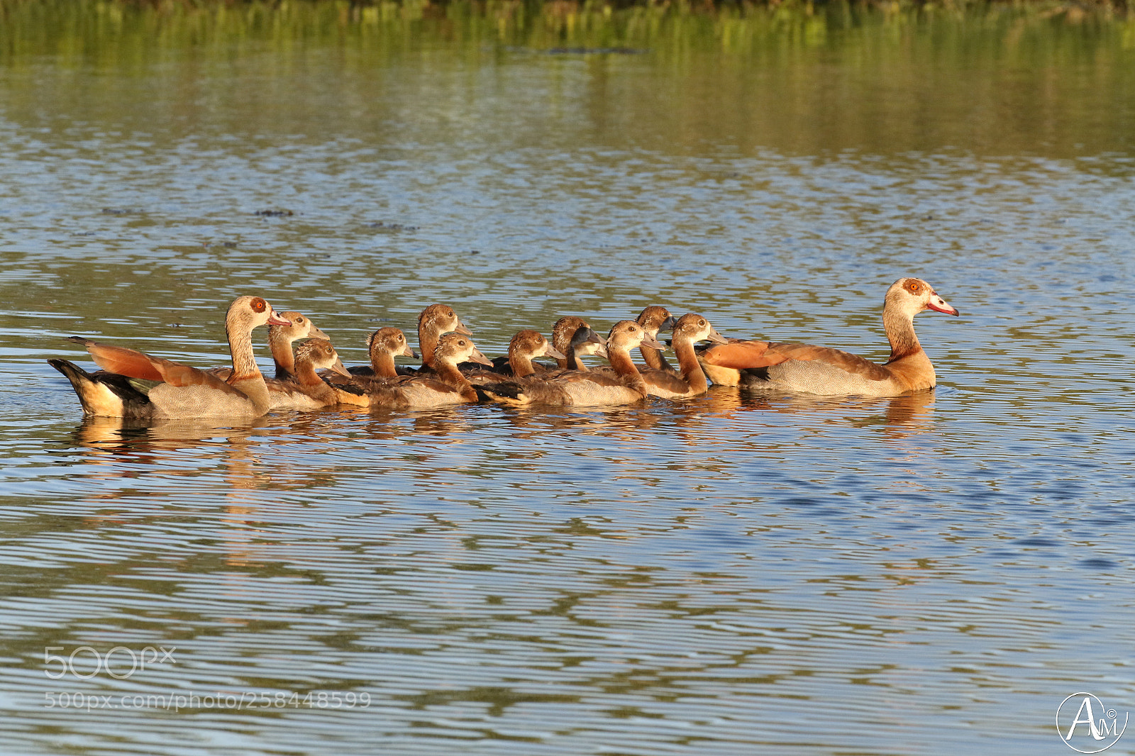Canon EOS 7D Mark II sample photo. Egyptian geese (alopochen aegyptiaca) photography