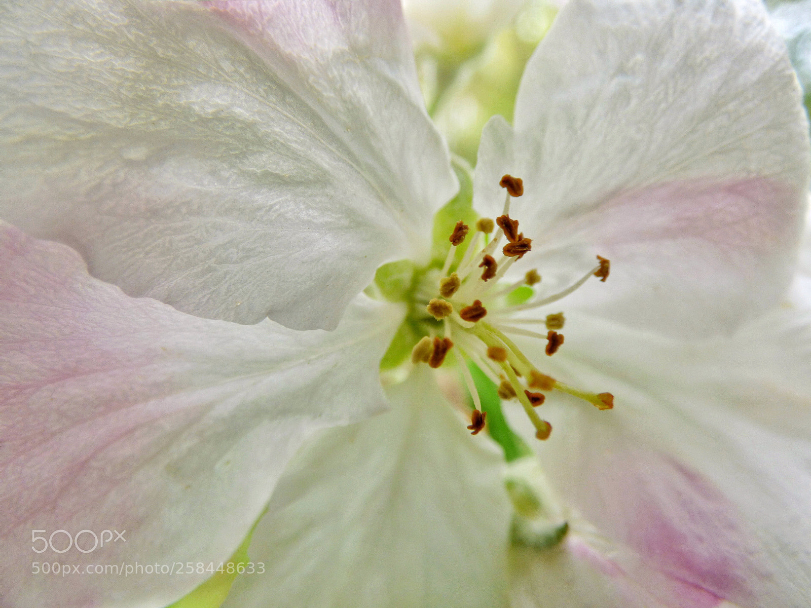 Panasonic Lumix DMC-FZ70 sample photo. Apple blossom photography