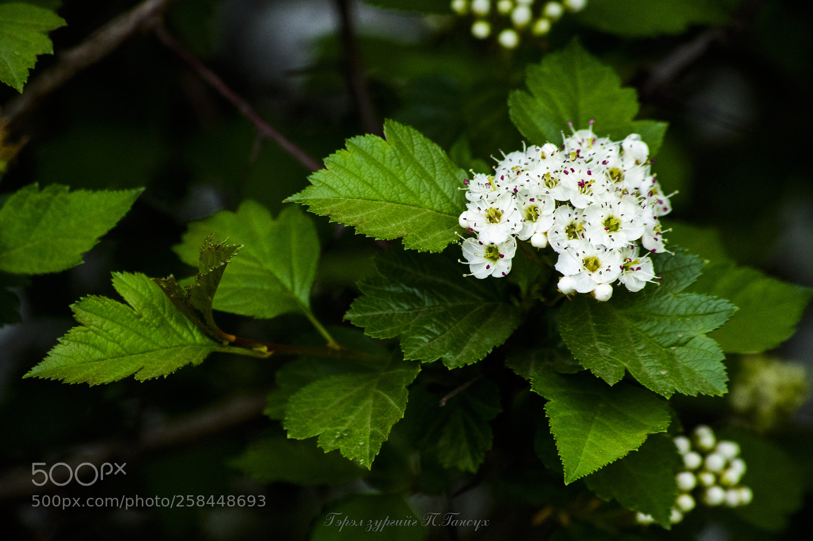 Nikon D500 sample photo. Хавар нахиалах цэцэгс photography