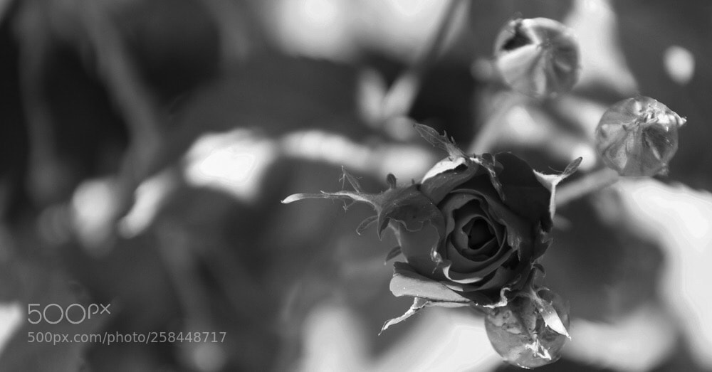 Nikon D3300 sample photo. Rose
 photography