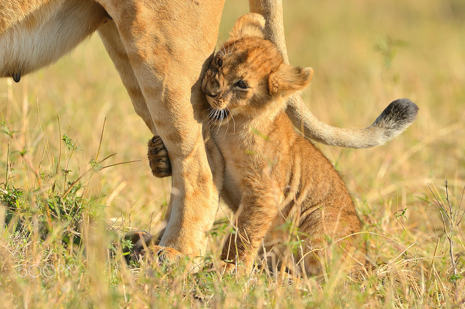 Nikon D4 + Nikon AF-S Nikkor 500mm F4G ED VR sample photo. Little predator photography