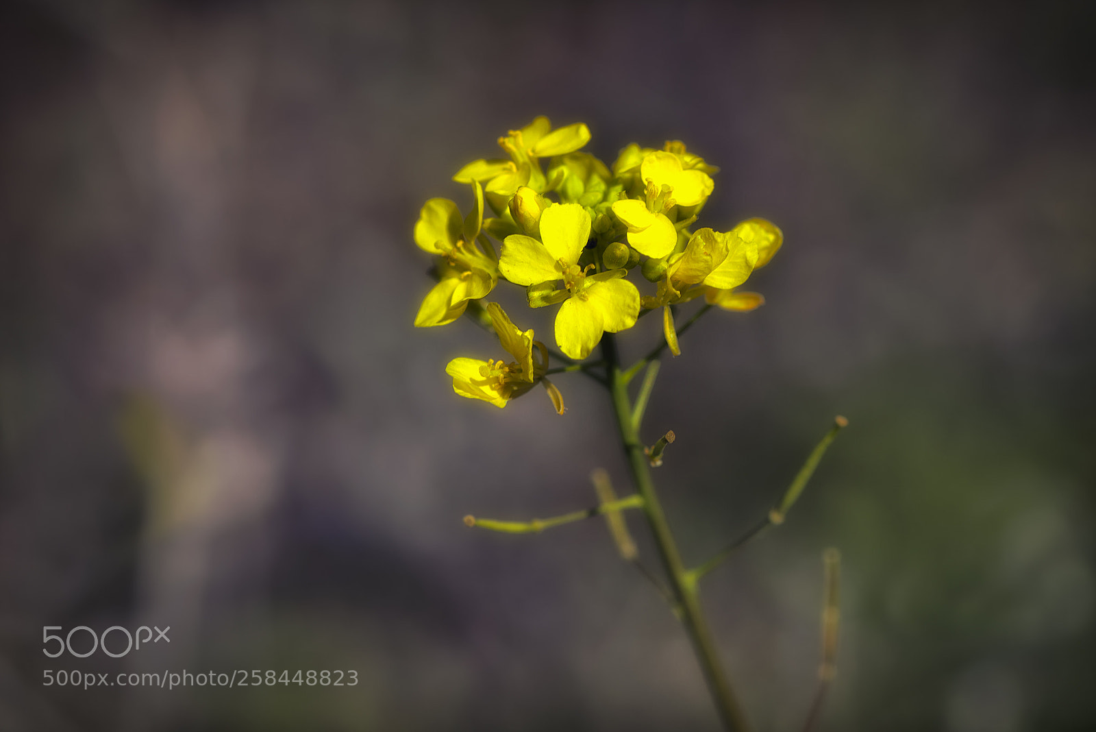 Nikon D800 sample photo. Flor de campo photography