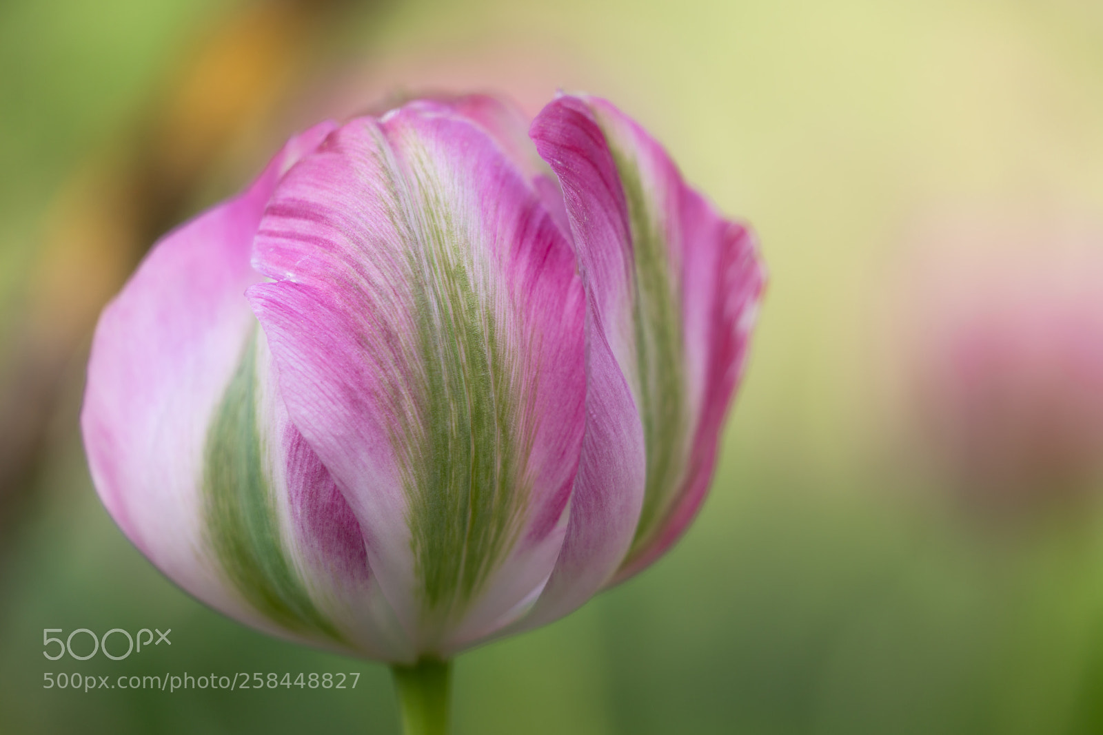 Sony a7R II sample photo. One more tulip photography