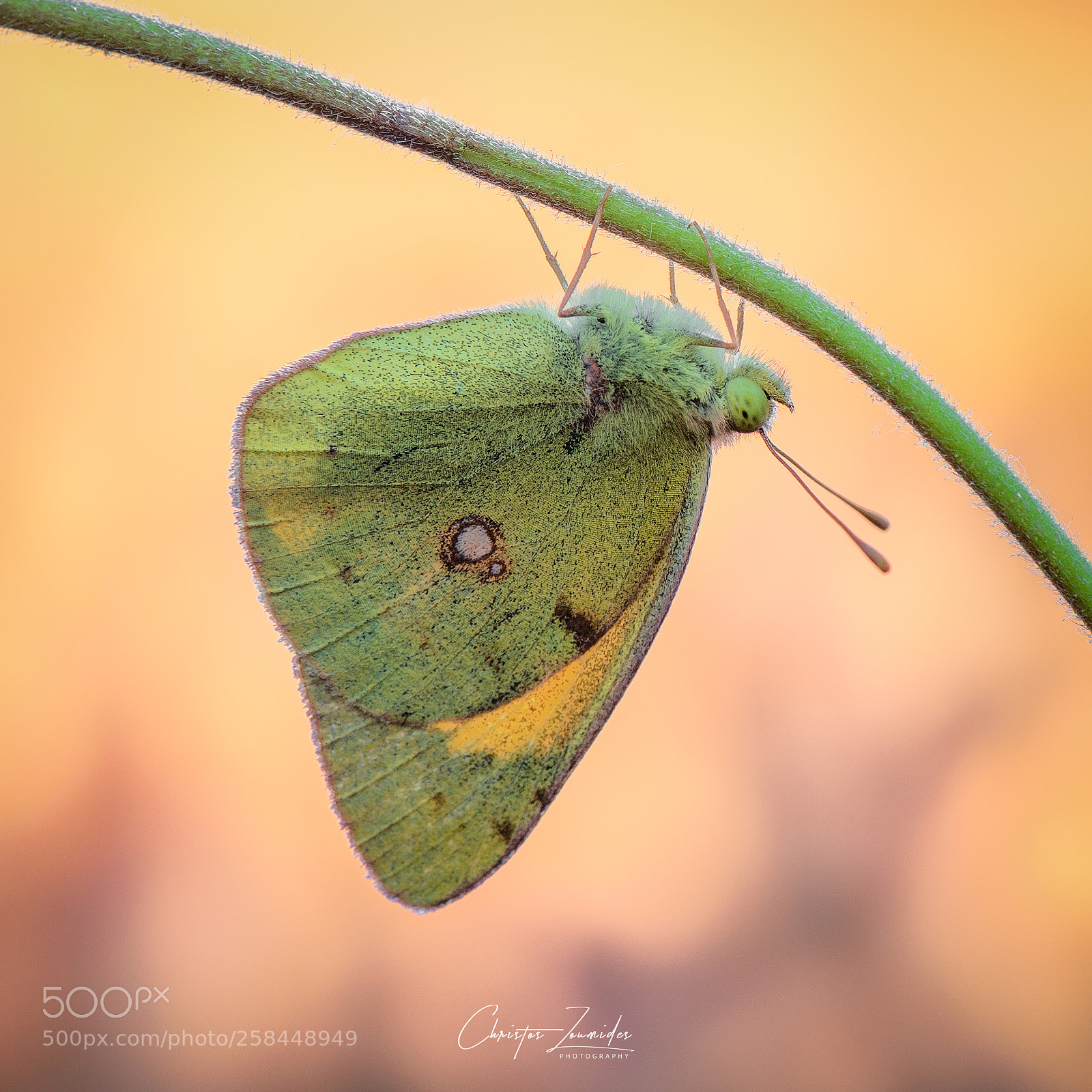 Nikon D750 sample photo. Clouded yellow photography