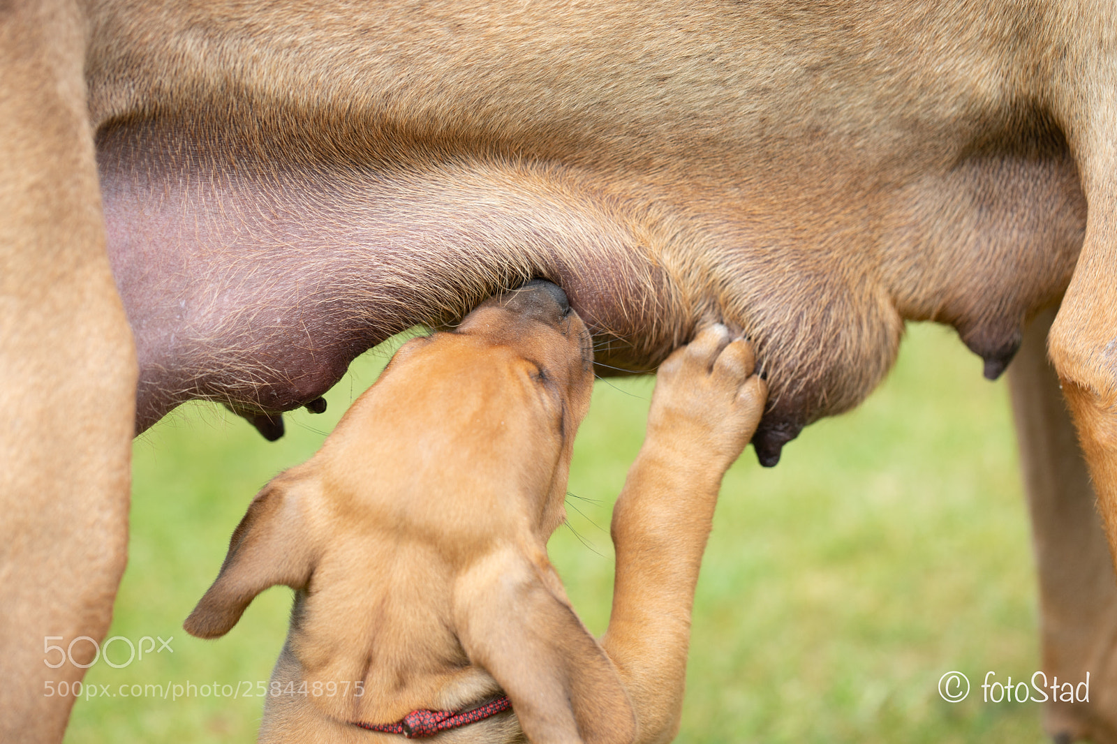 Canon EOS 6D Mark II sample photo. Puppybar photography