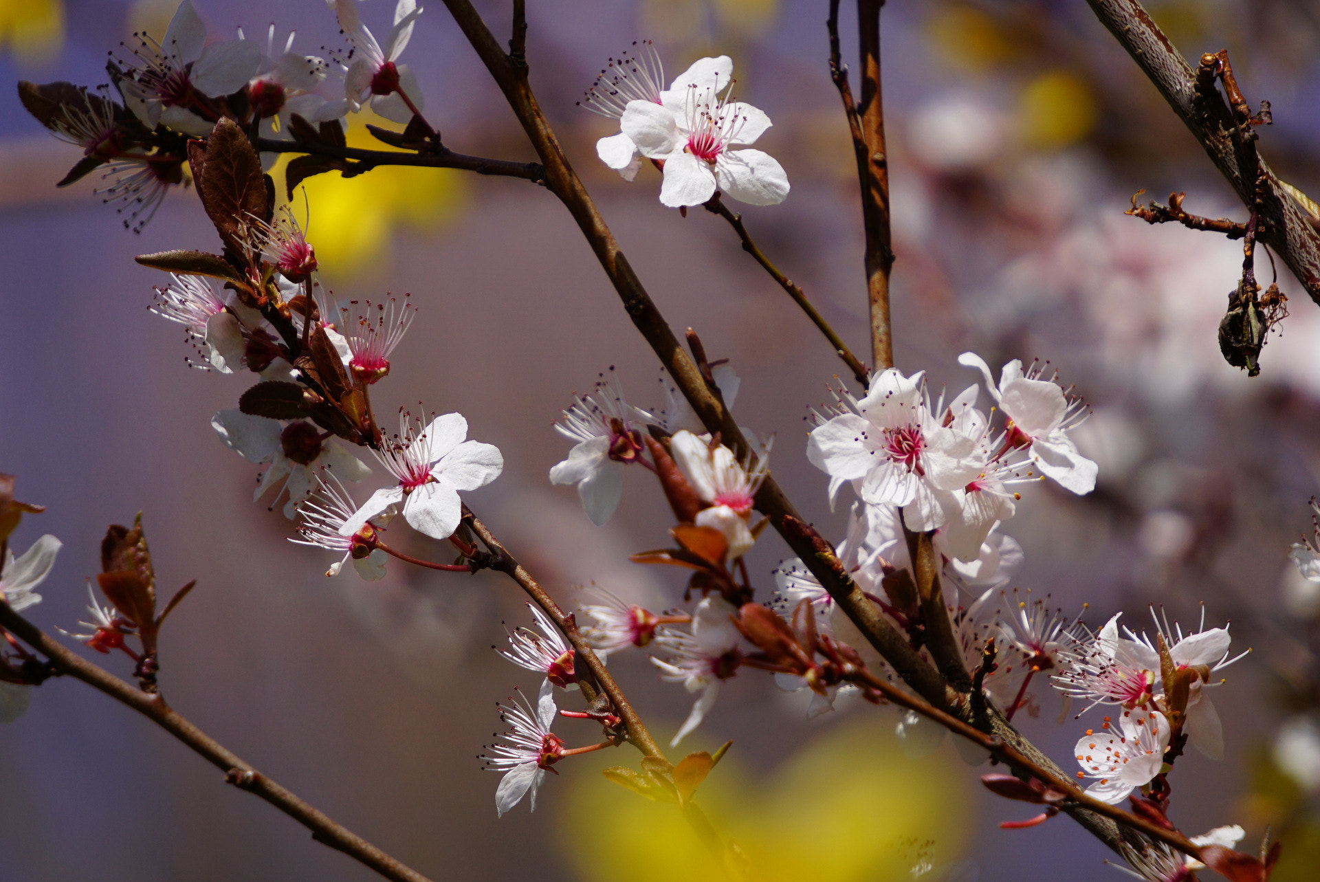 Sony E 55-210mm F4.5-6.3 OSS sample photo. Cherry blossom photography