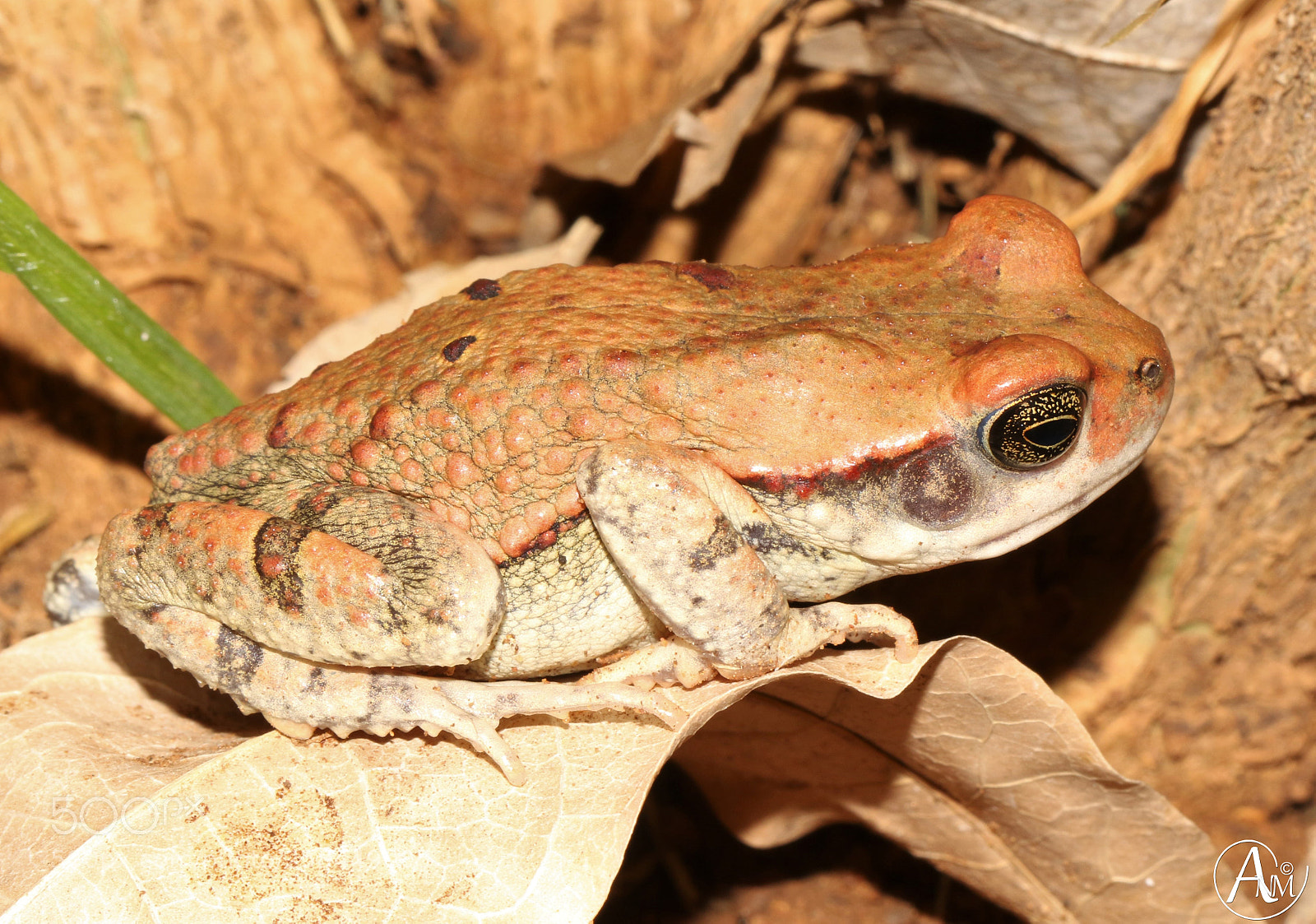 Canon EOS 7D Mark II sample photo. Red toad (schismaderma carens) photography