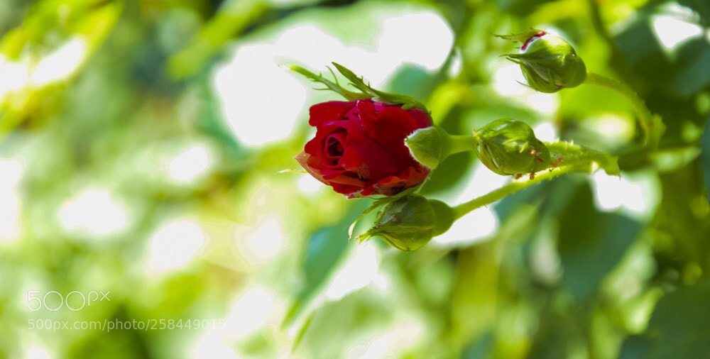 Nikon D3300 sample photo. Secret gift ...
 photography