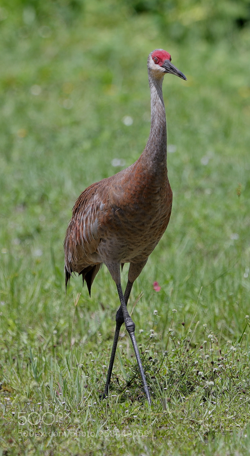 Canon EOS-1D X Mark II sample photo. 05-18-18-0018535.jpg photography
