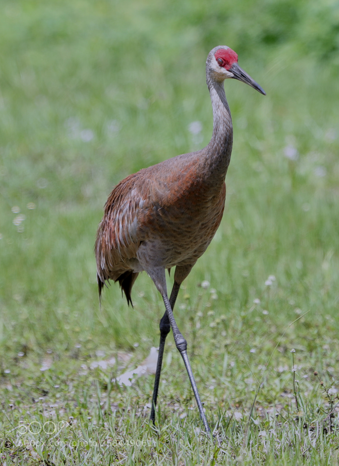 Canon EOS-1D X Mark II sample photo. 05-18-18-0018534.jpg photography
