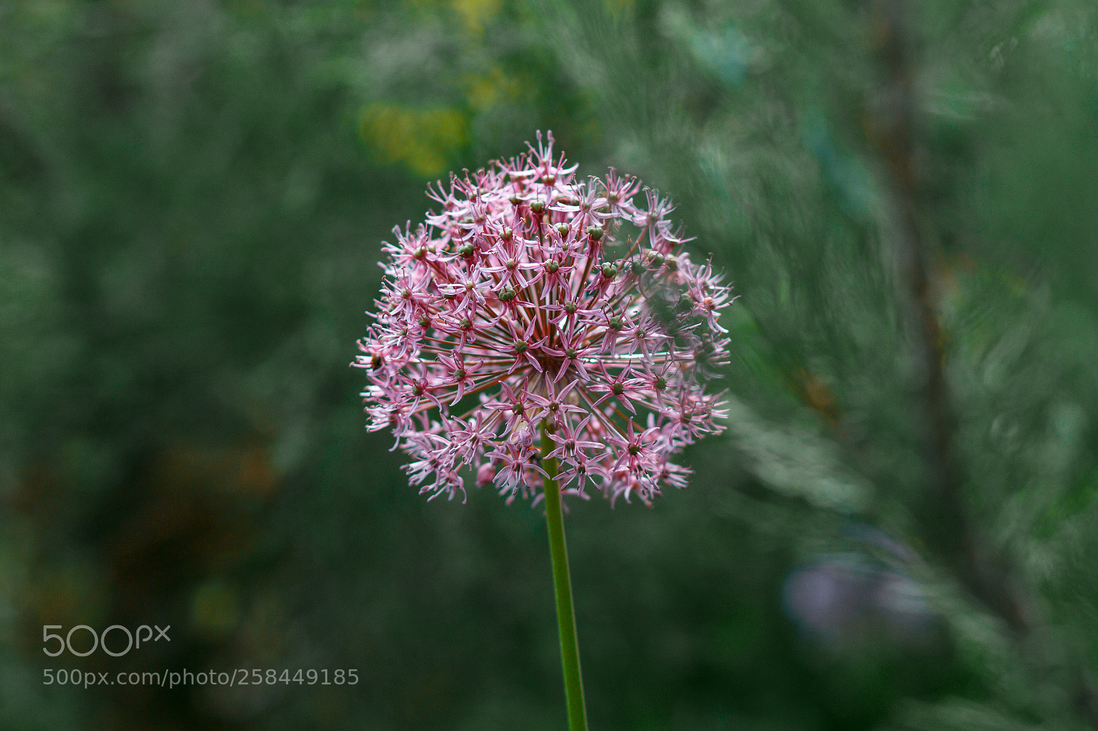 Canon EOS 650D (EOS Rebel T4i / EOS Kiss X6i) sample photo. Flower macro violet photography