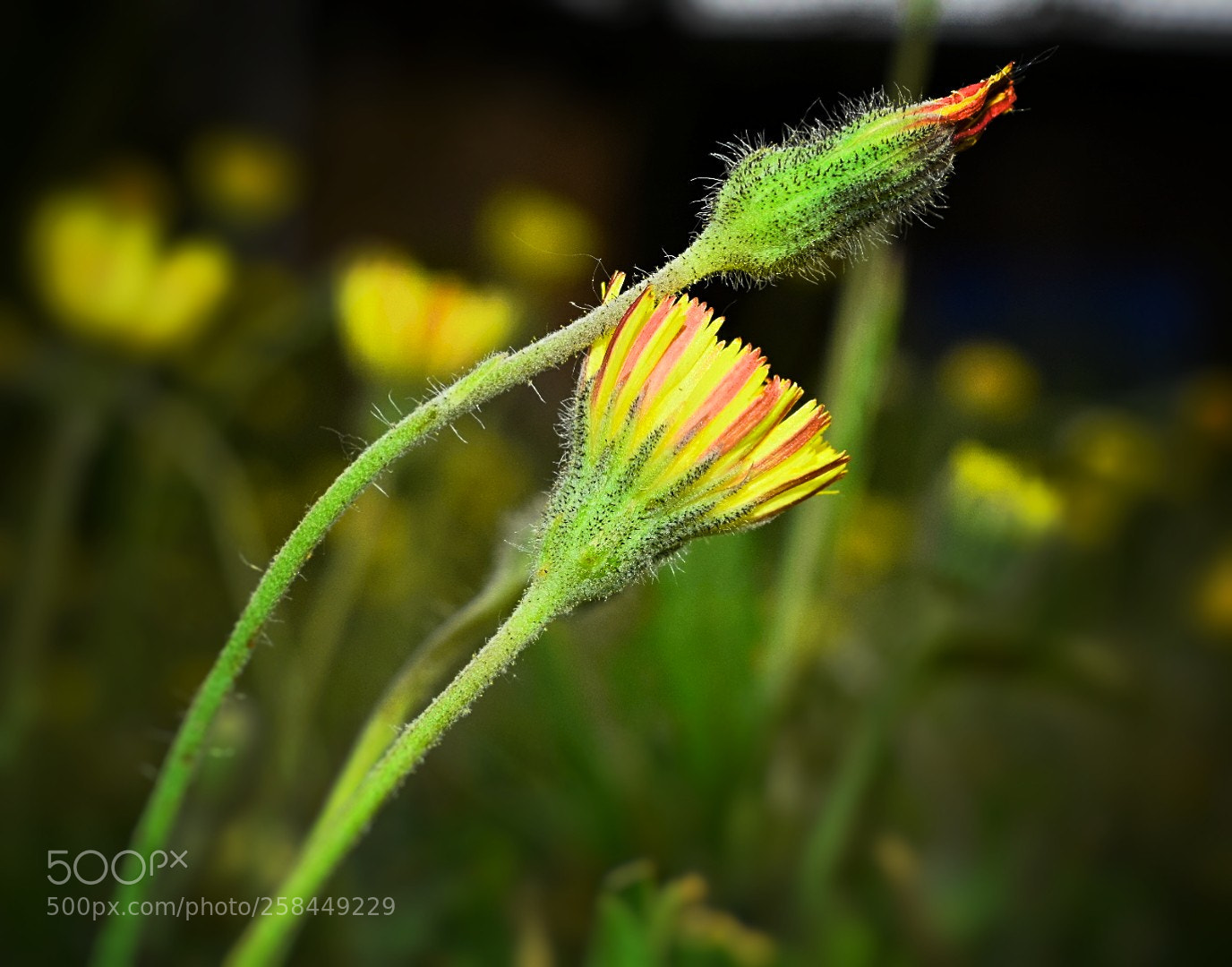 Nikon D5300 sample photo. Seitenwind! photography