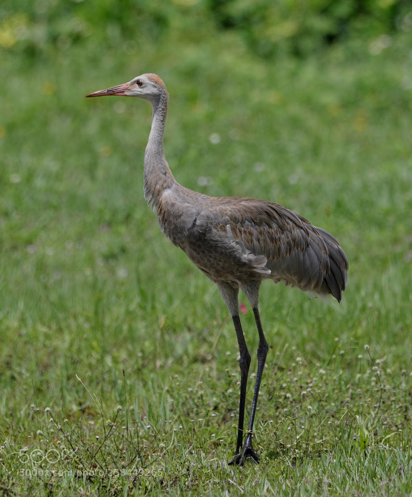Canon EOS-1D X Mark II sample photo. 05-18-18-0018527.jpg photography