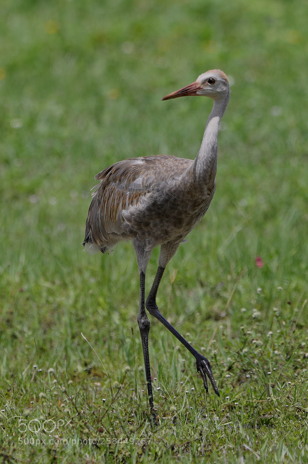 Canon EOS-1D X Mark II sample photo. 05-18-18-0018528.jpg photography
