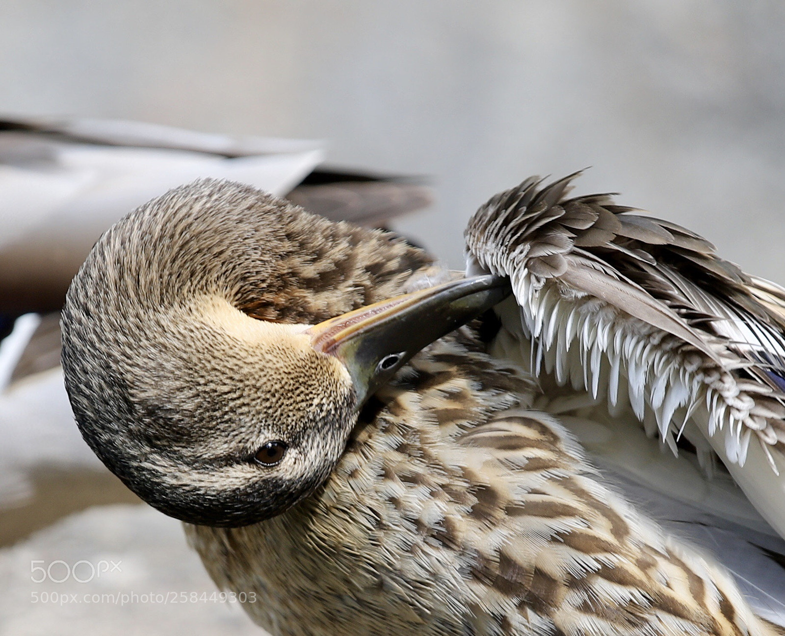 Canon EOS 6D Mark II sample photo. Diligent duck photography