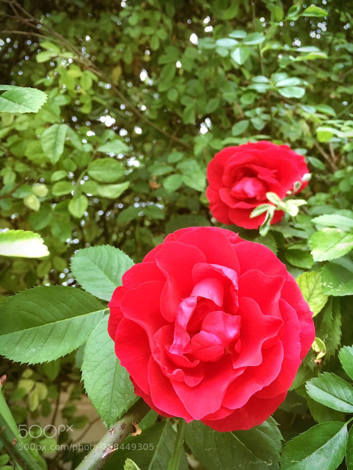 Apple iPhone 6s sample photo. ??? photography