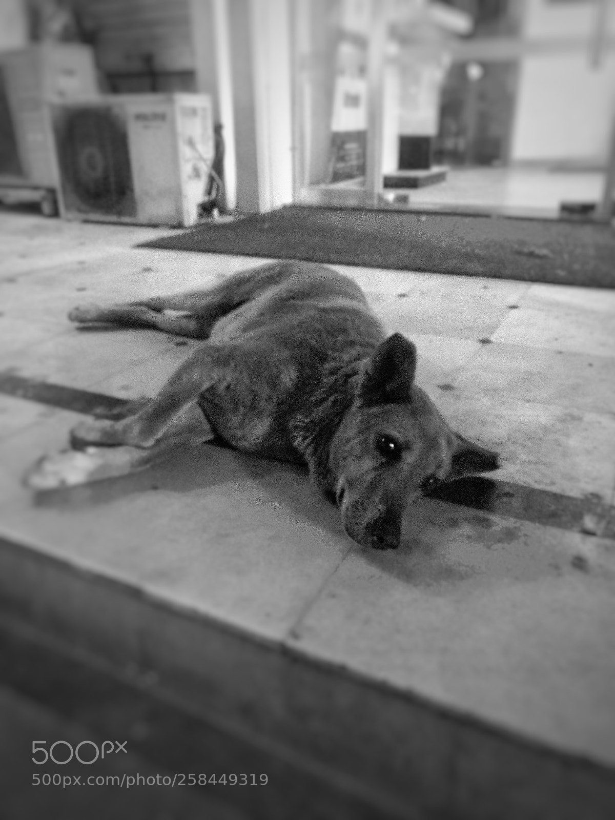 OnePlus A3003 sample photo. Dog doesnt care about photography