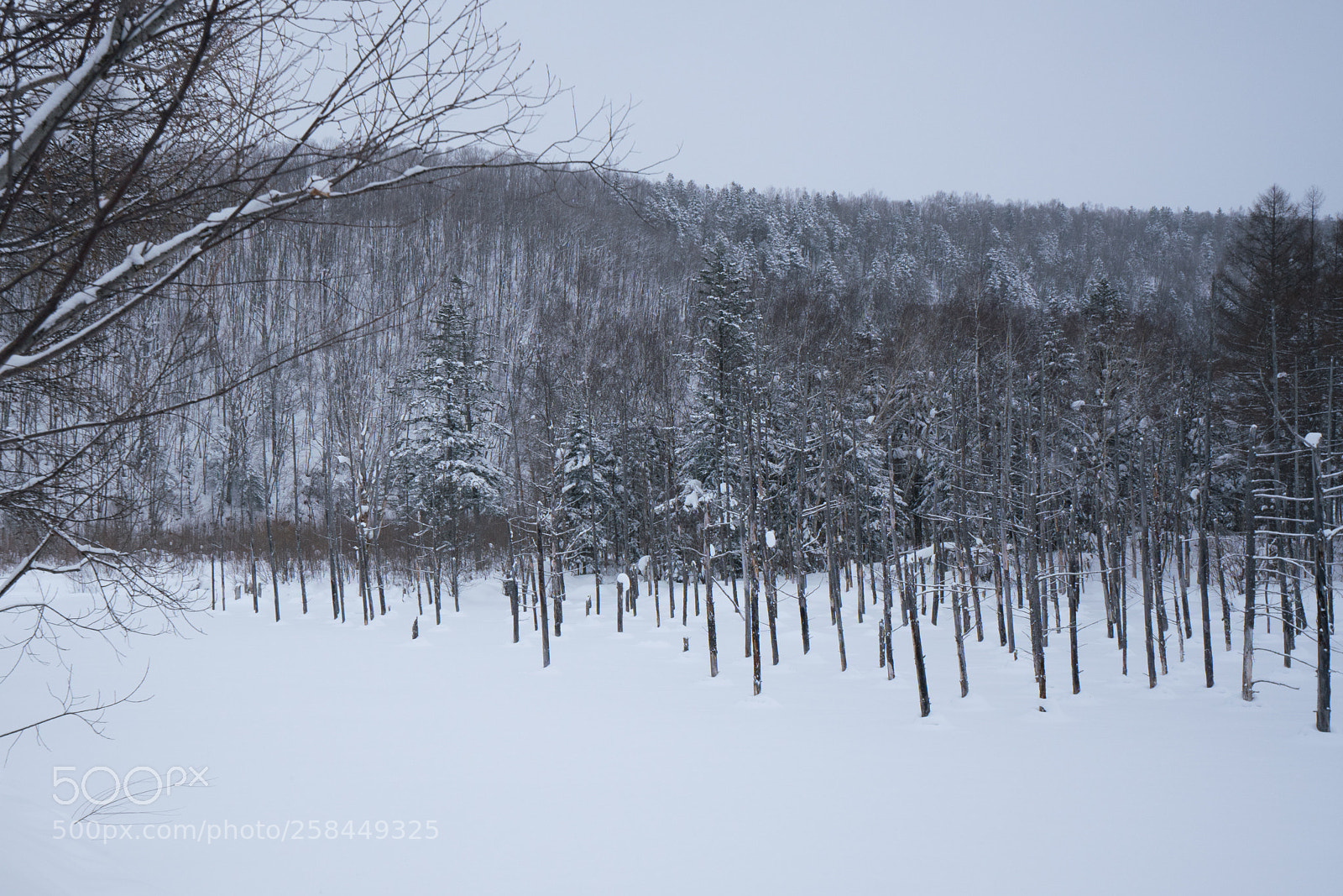 Sony a7R II sample photo. Biei, hokkaido photography