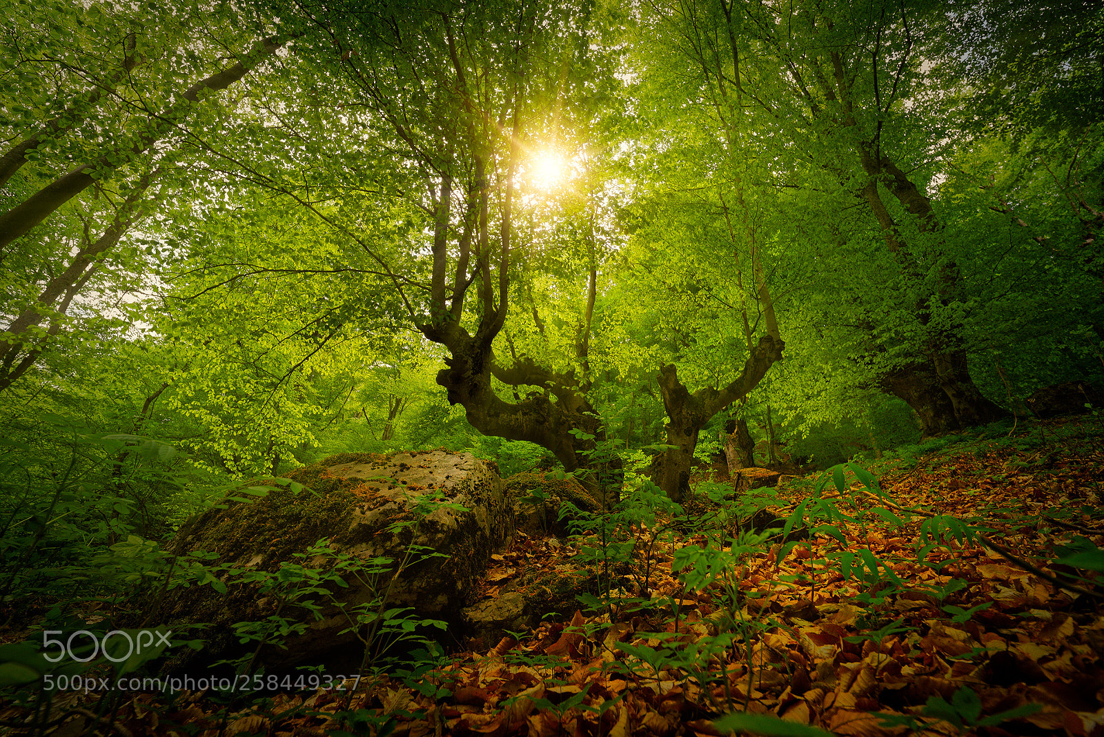 Pentax K-1 sample photo. Ancient beech forests of photography