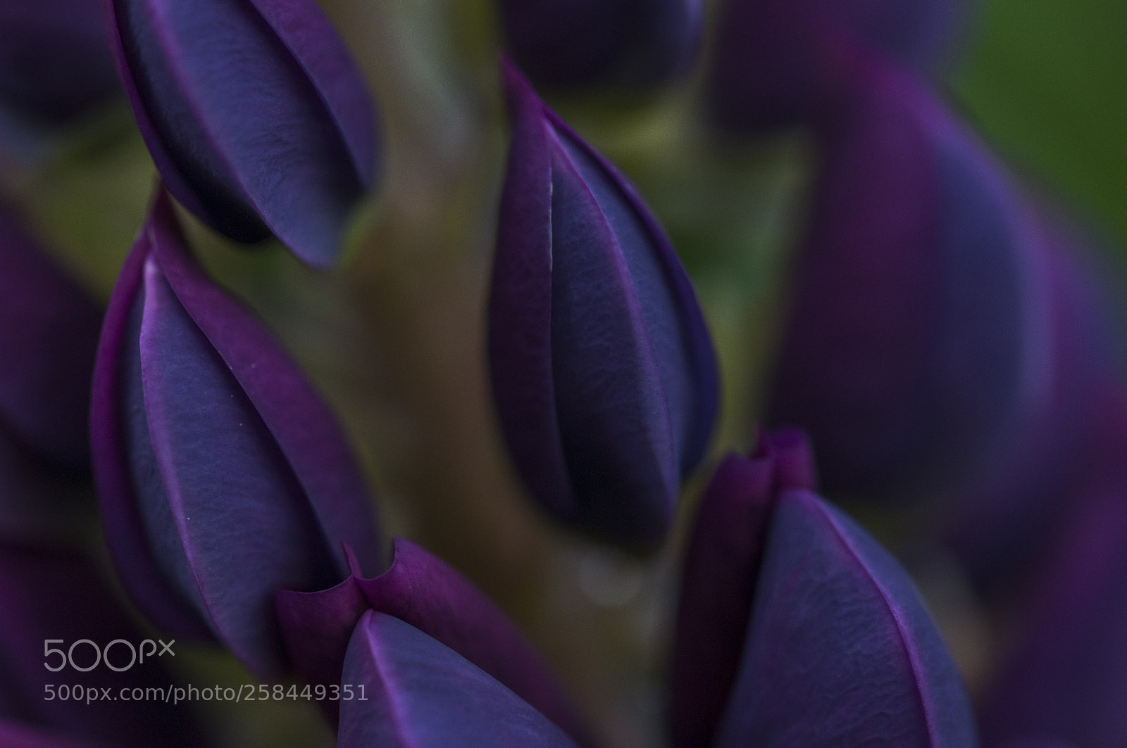 Nikon D90 sample photo. Unusual purple flower photography