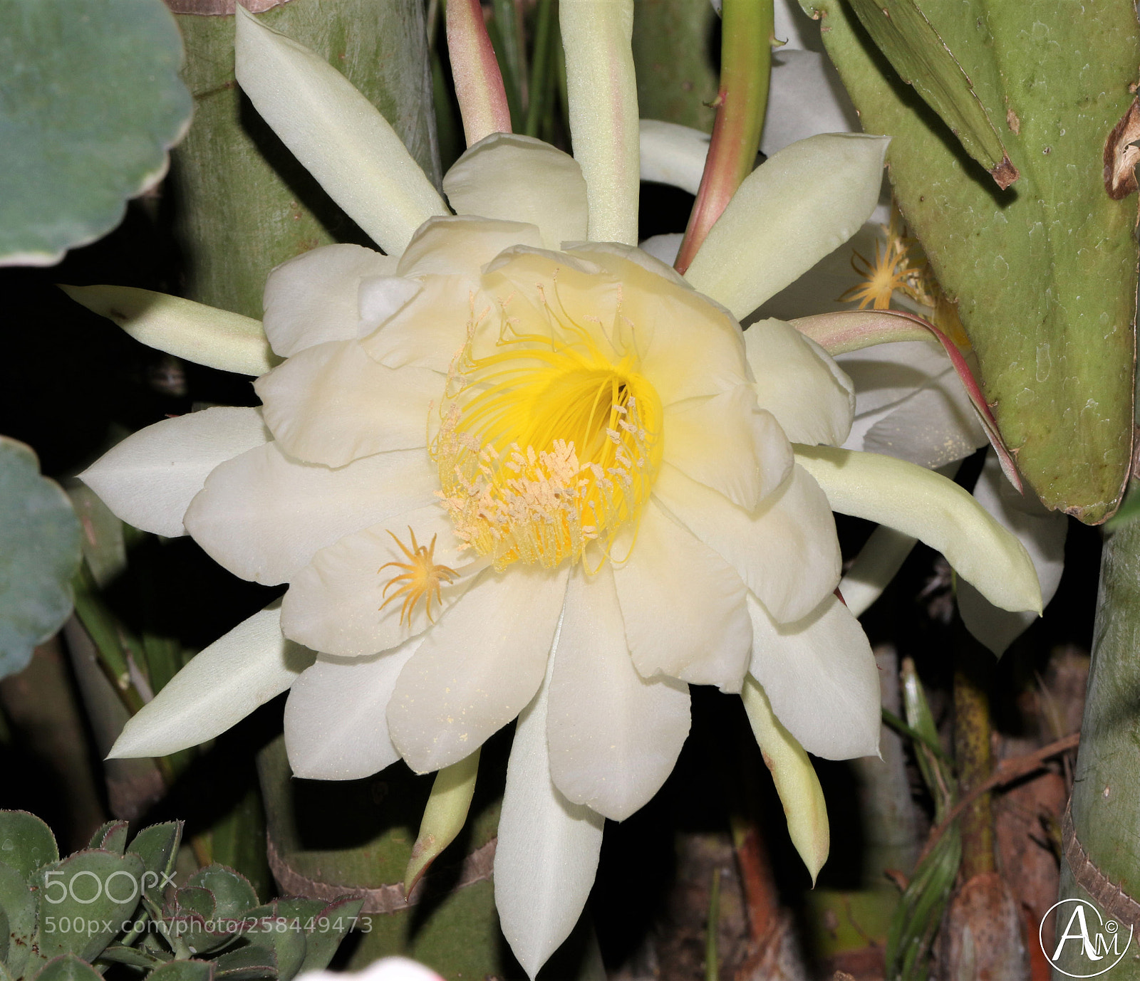 Canon EOS 7D Mark II sample photo. Night blooming cereus photography