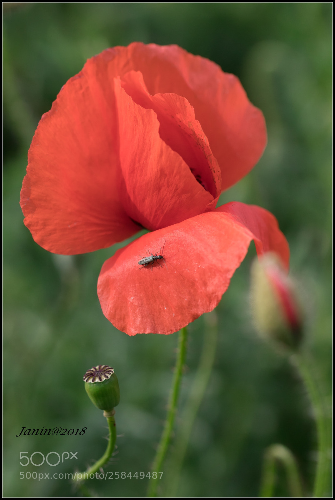 Canon EOS 77D (EOS 9000D / EOS 770D) sample photo. Insect like poppies photography