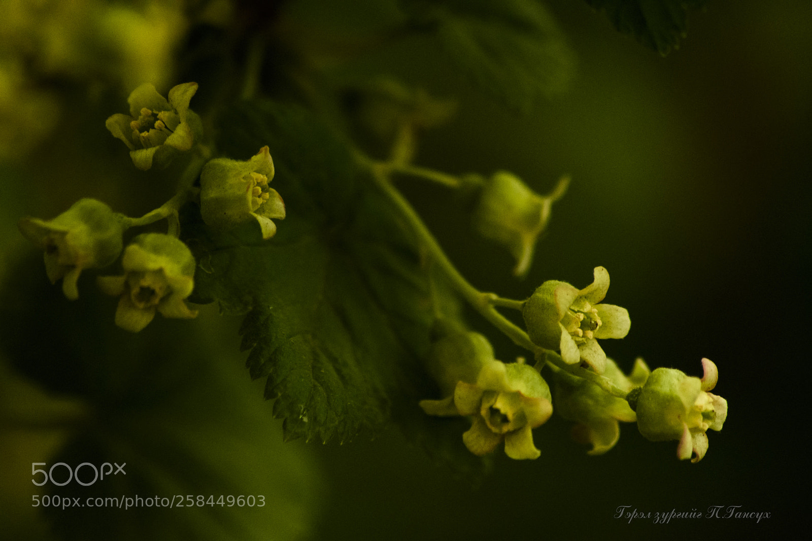 Nikon D500 sample photo. Blackcurrant of spring photography