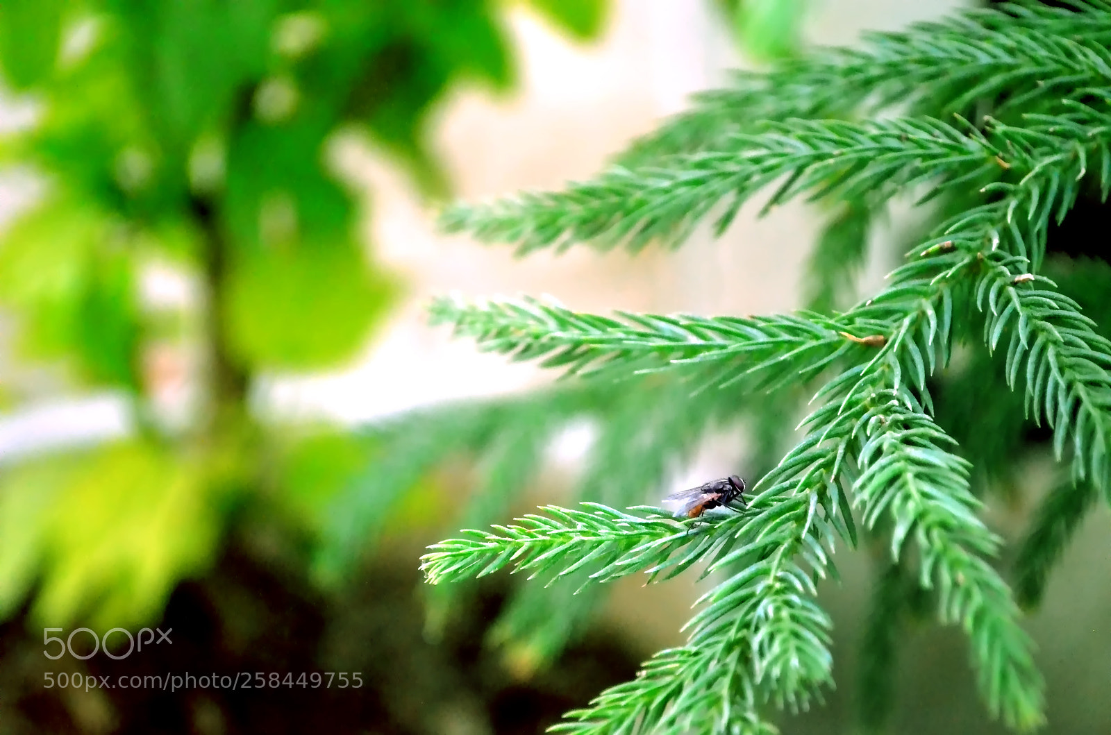 Nikon D5100 sample photo. A fly is a photography