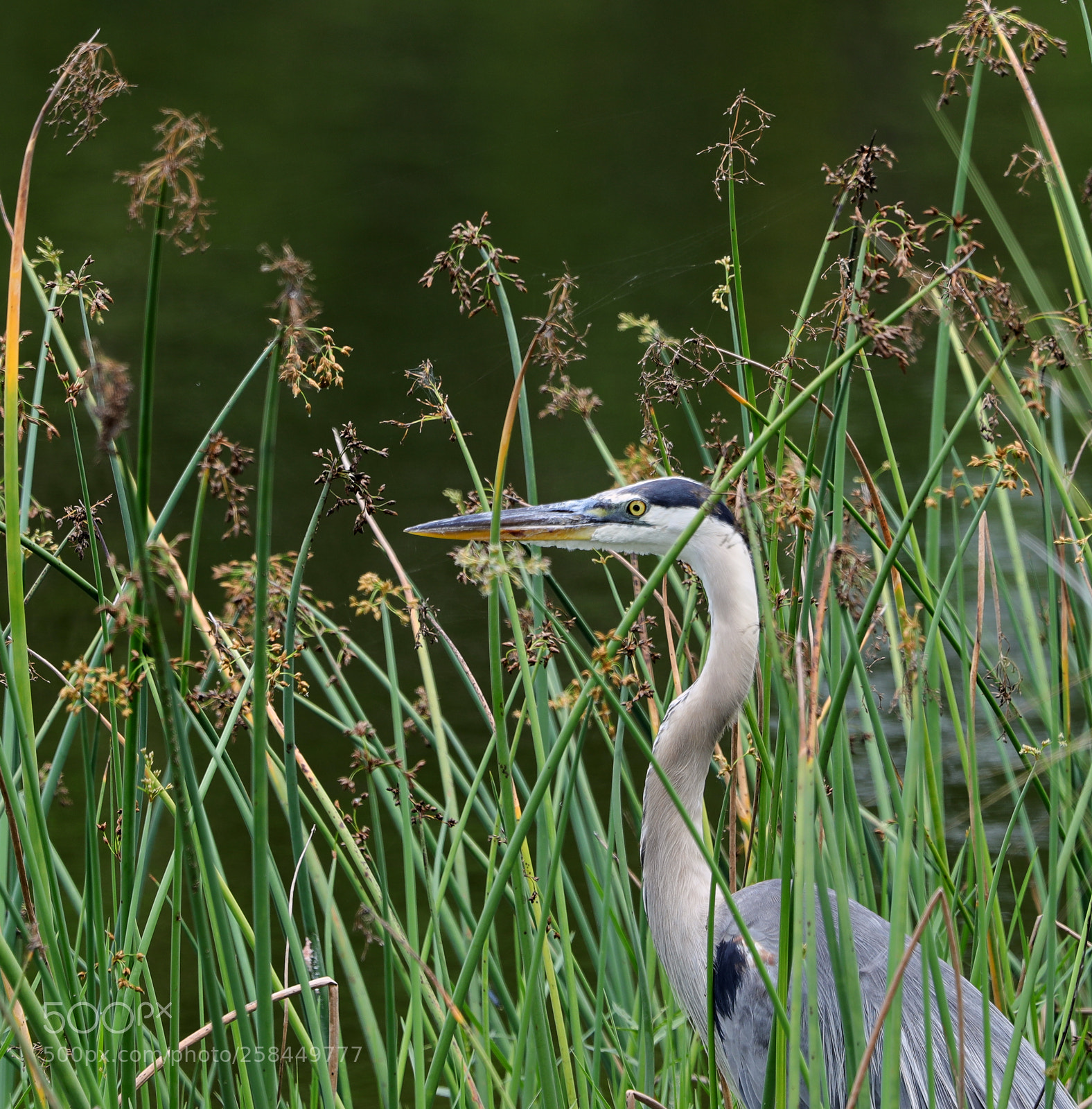 Canon EOS-1D X Mark II sample photo. 05-18-18-0018520.jpg photography