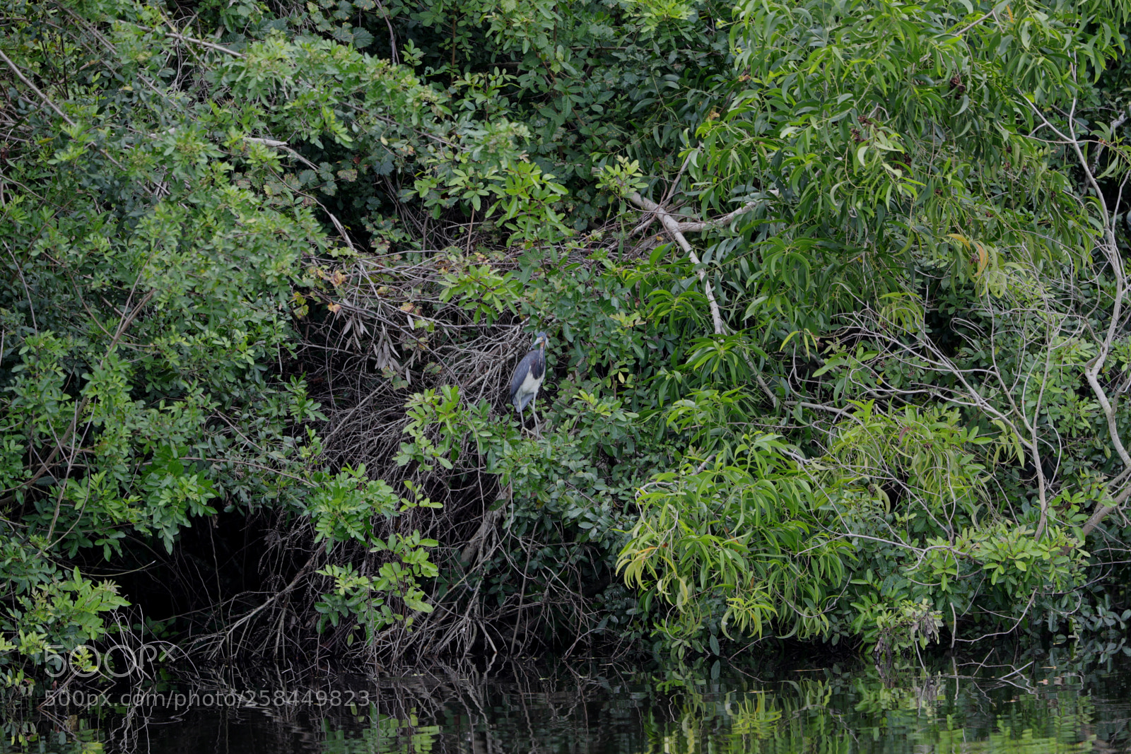 Canon EOS-1D X Mark II sample photo. 05-18-18-0018508.jpg photography