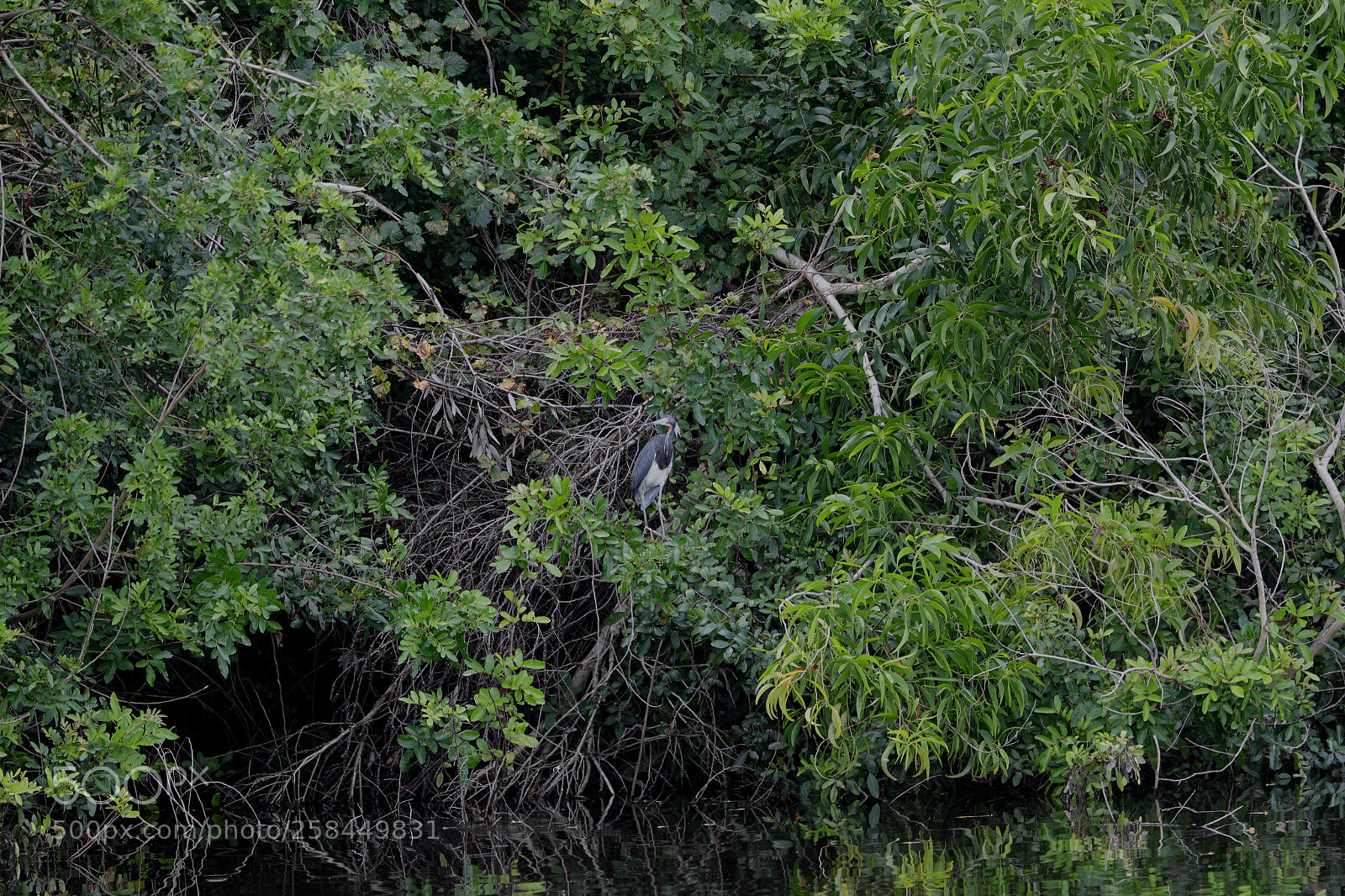 Canon EOS-1D X Mark II sample photo. 05-18-18-0018507.jpg photography