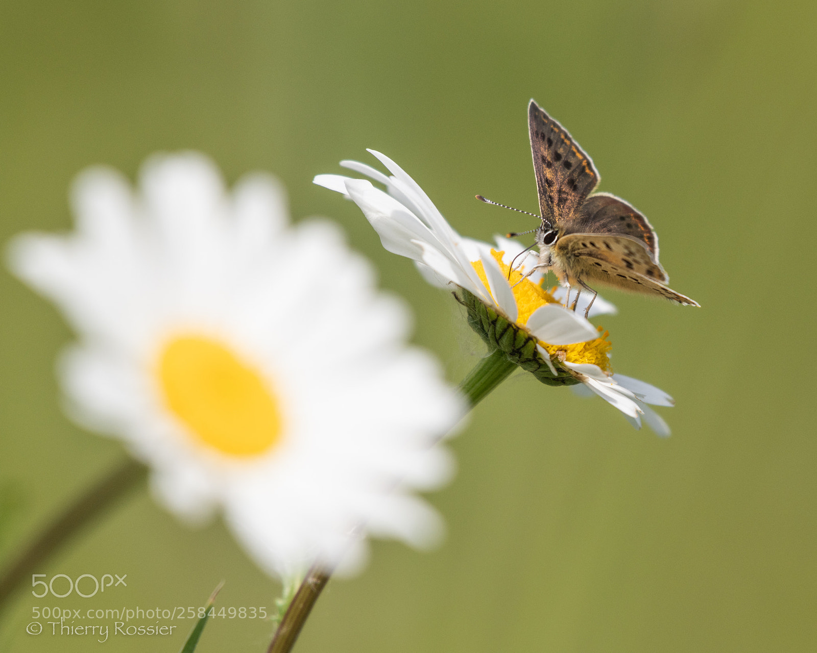 Nikon D850 sample photo. Marguerite commune et papiillon photography
