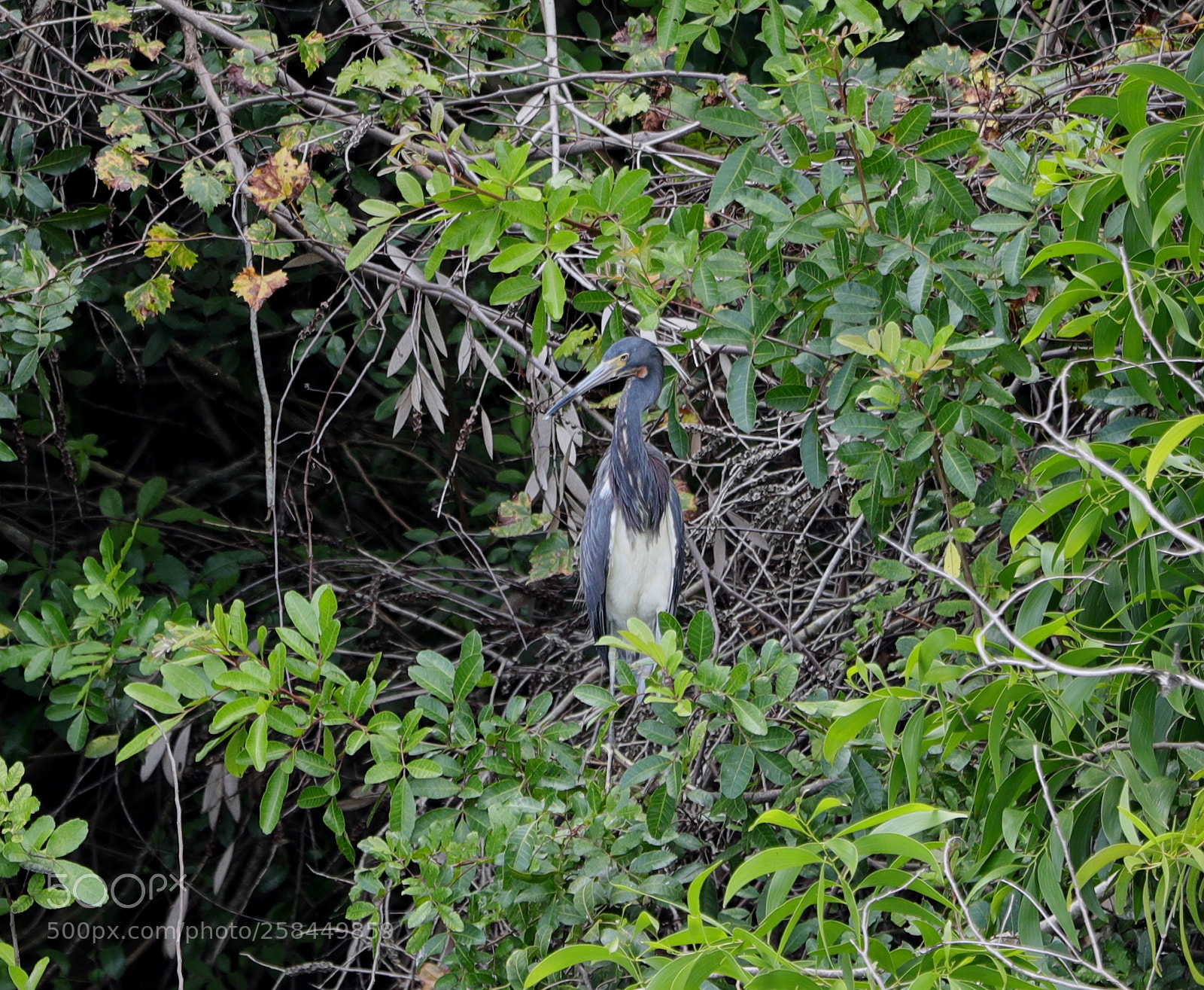 Canon EOS-1D X Mark II sample photo. 05-18-18-0018504.jpg photography