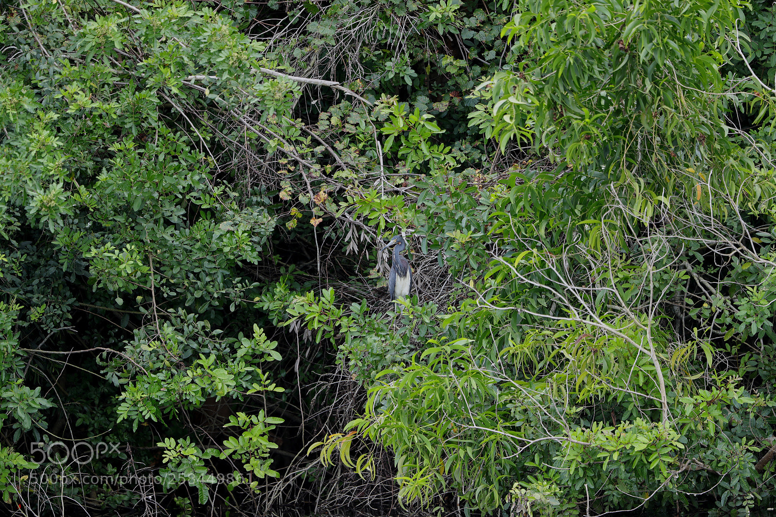 Canon EOS-1D X Mark II sample photo. 05-18-18-0018503.jpg photography