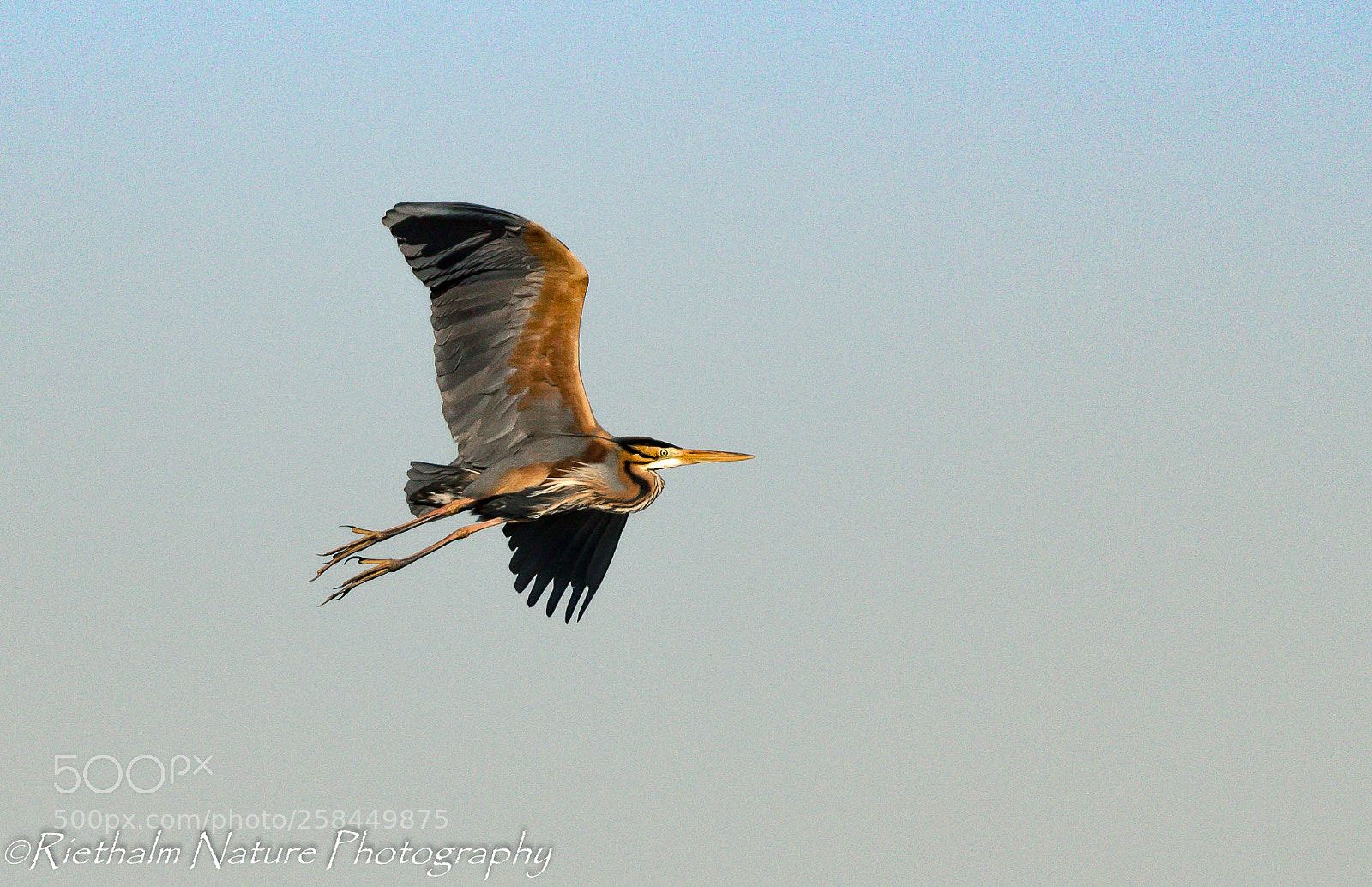 Canon EOS 7D Mark II sample photo. Purple heron photography