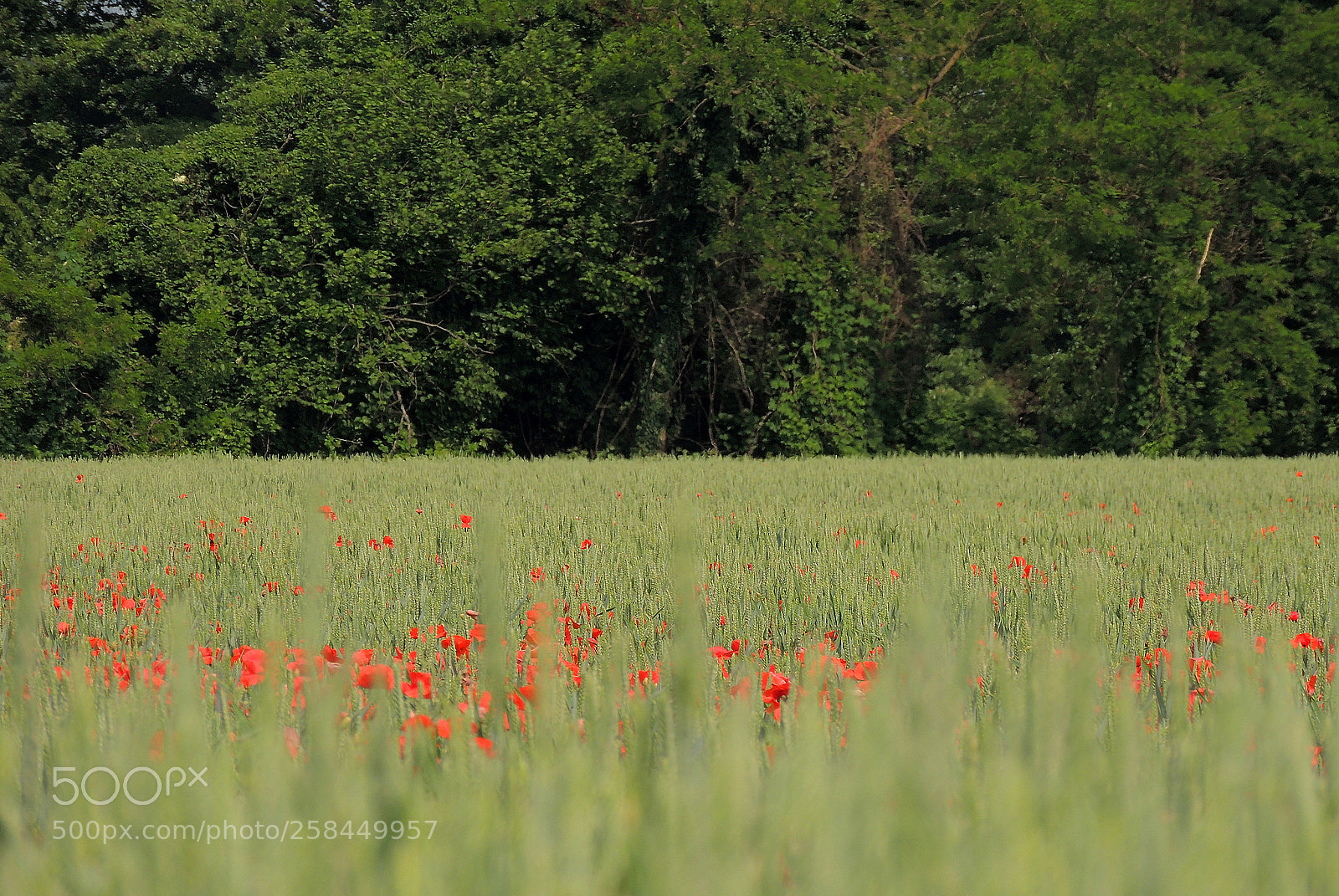 Nikon Coolpix P510 sample photo. Poppies sea photography