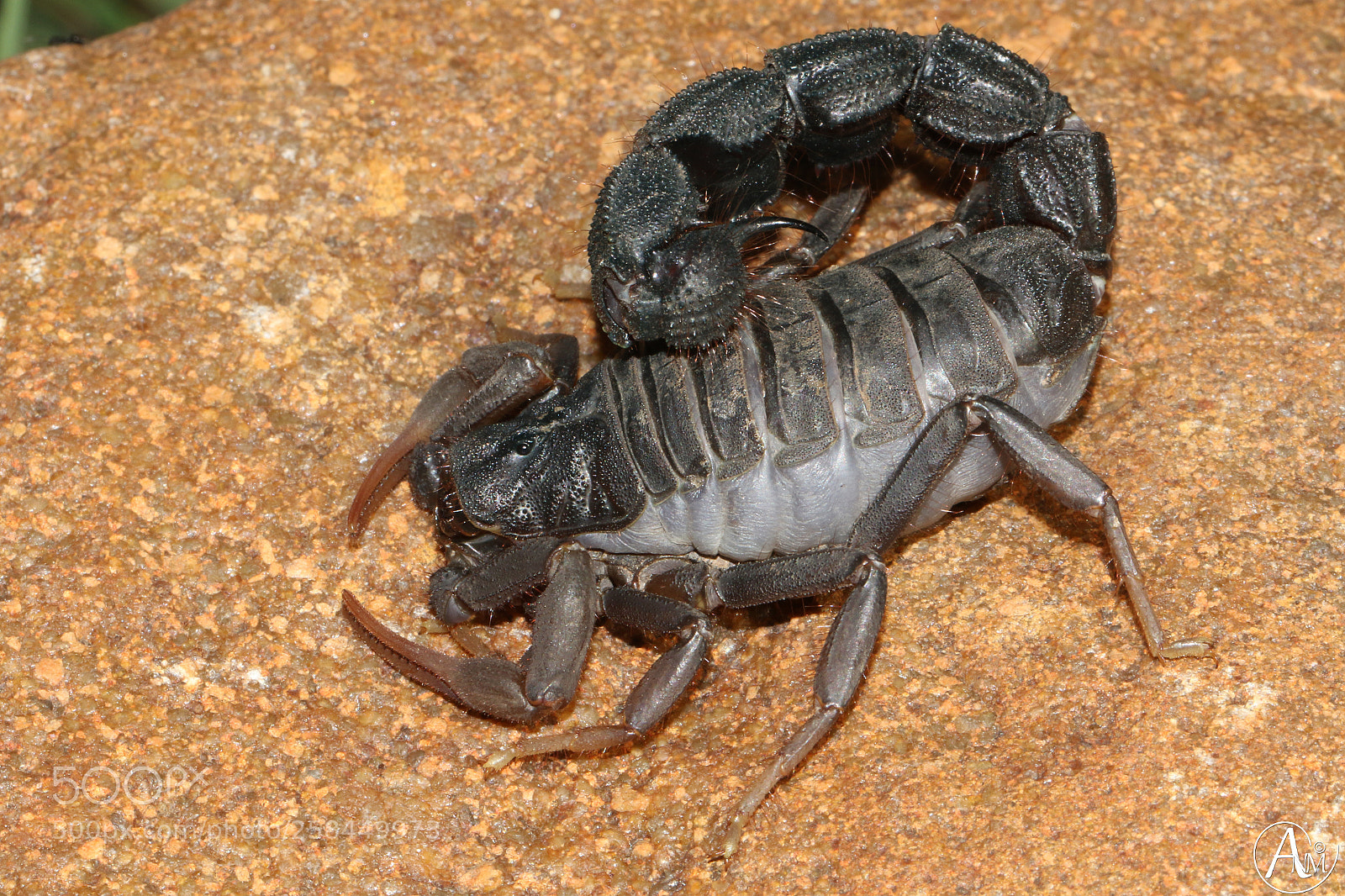 Canon EOS 7D Mark II sample photo. Transvaal thicktail (parabuthus transvaalicus) photography