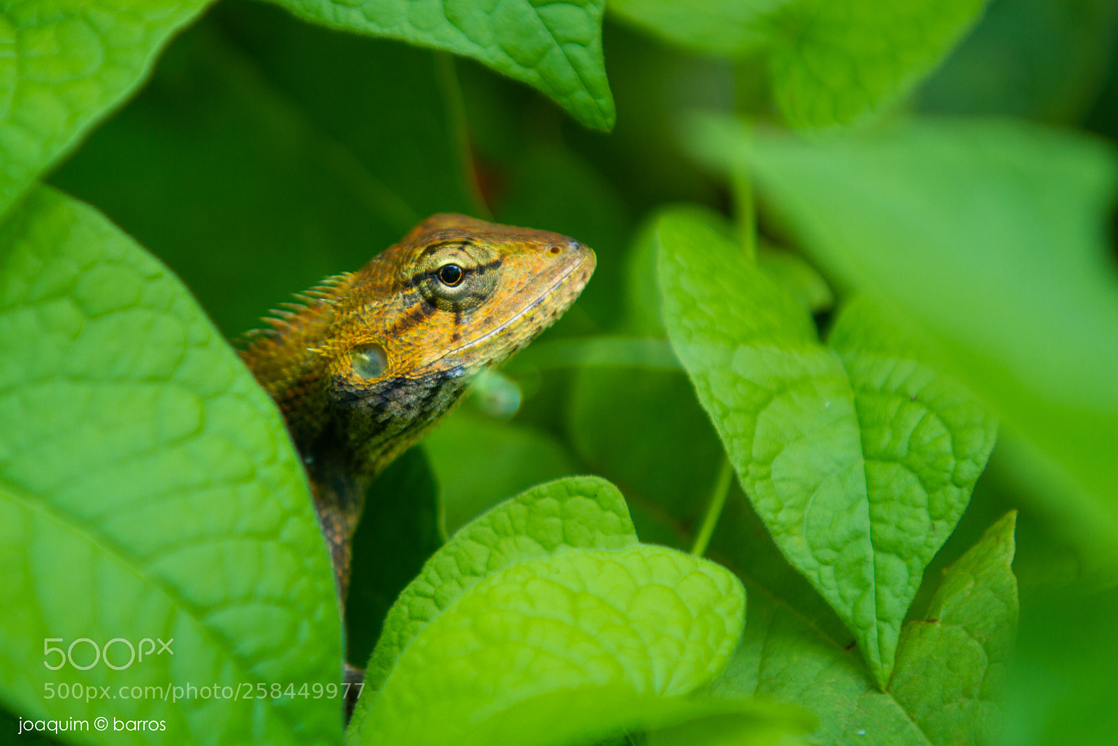 Canon EOS 7D sample photo. Cucu photography
