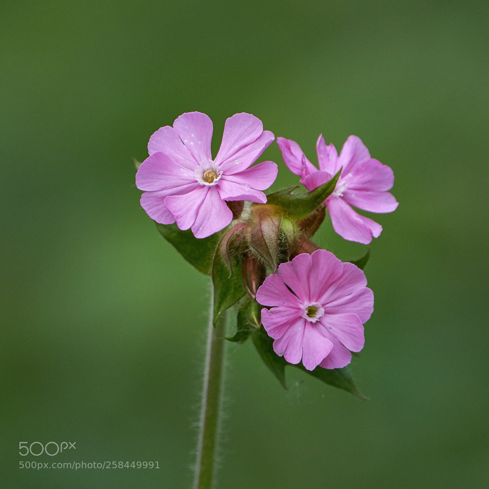 Fujifilm X-H1 sample photo. Red campion flowers photography