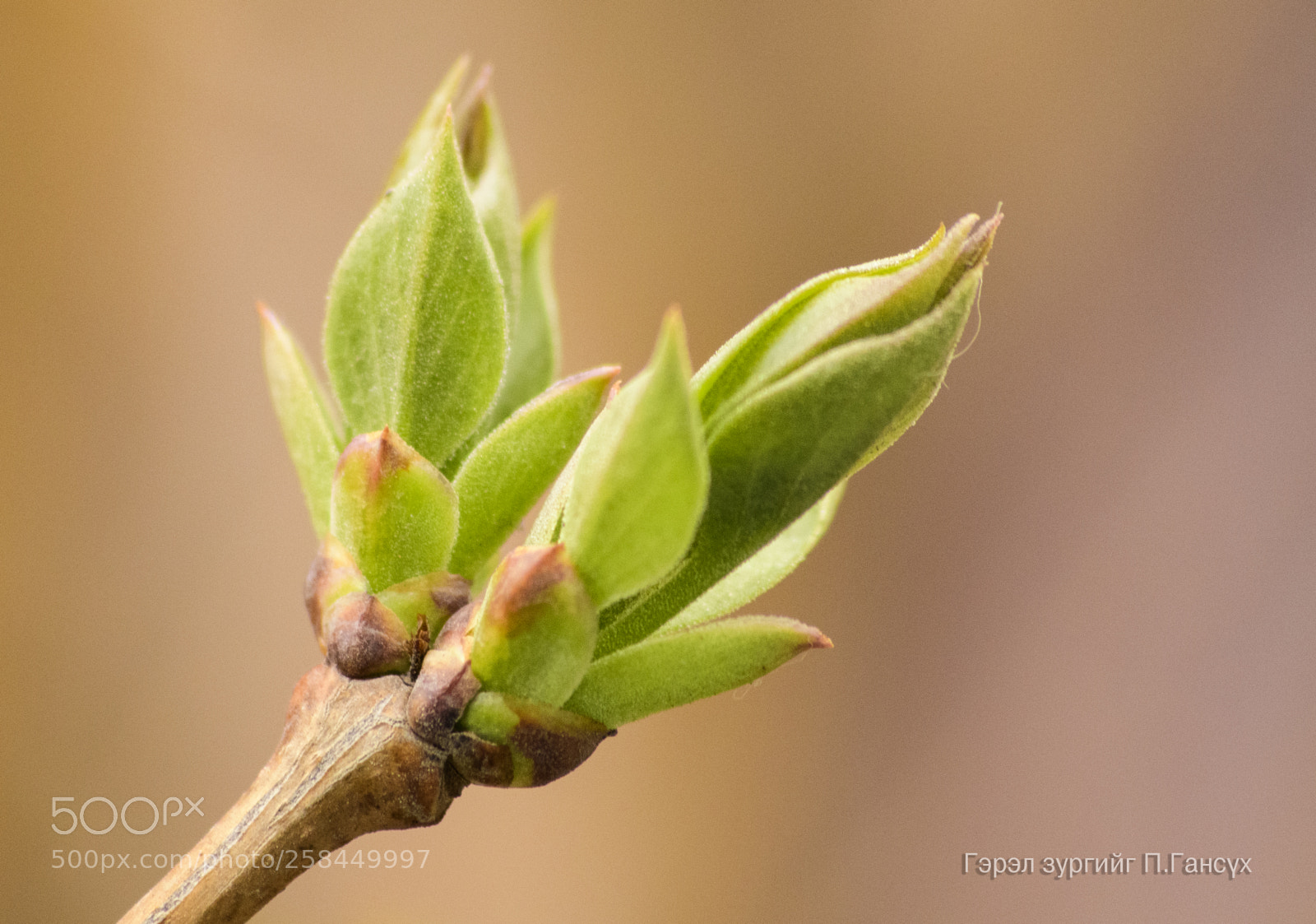 Nikon D500 sample photo. Buds of spring photography