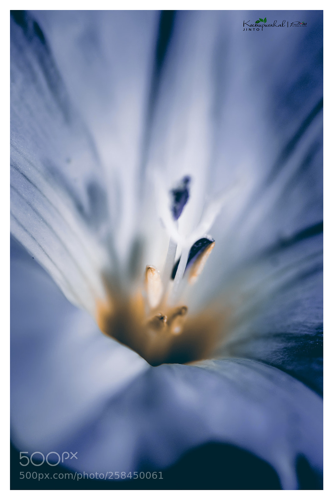 Canon EOS 80D sample photo. Flower photography