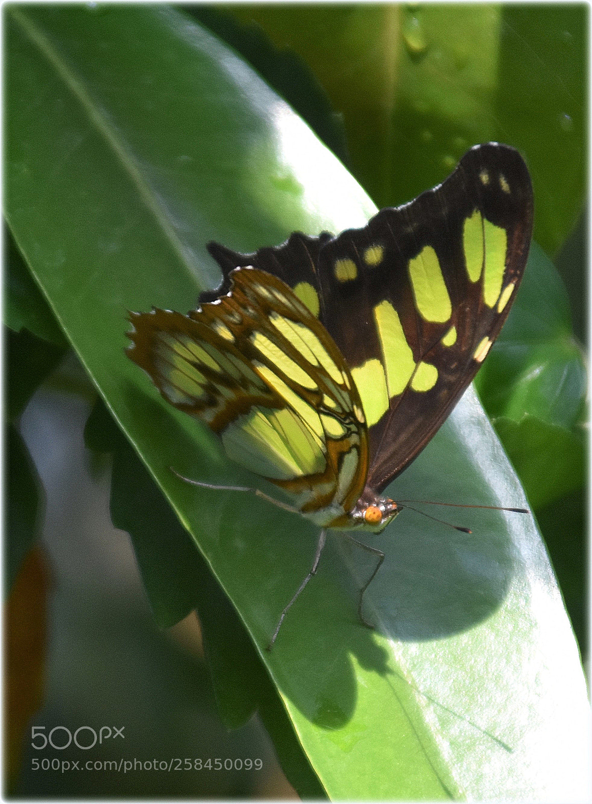 Nikon D7200 sample photo. "playing sunshine" photography