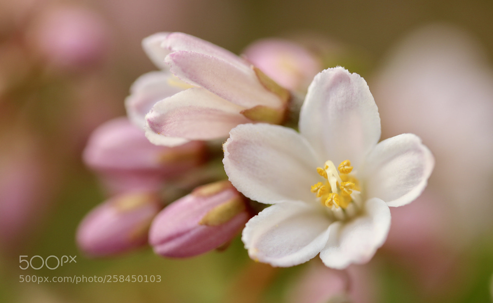Canon EOS 77D (EOS 9000D / EOS 770D) sample photo. — deutzia blossom and buds — photography
