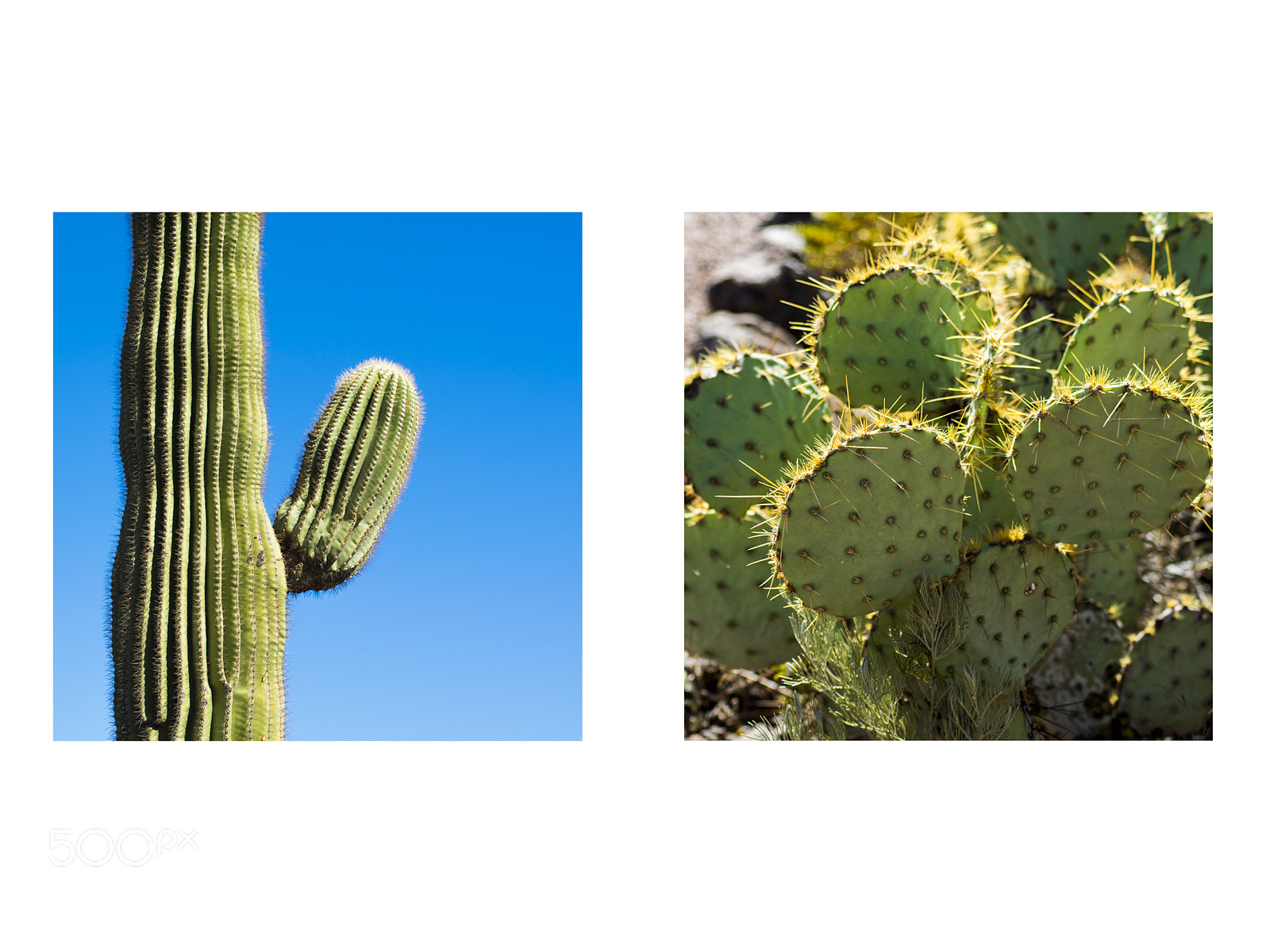 Nikon D5300 sample photo. Diptych photography