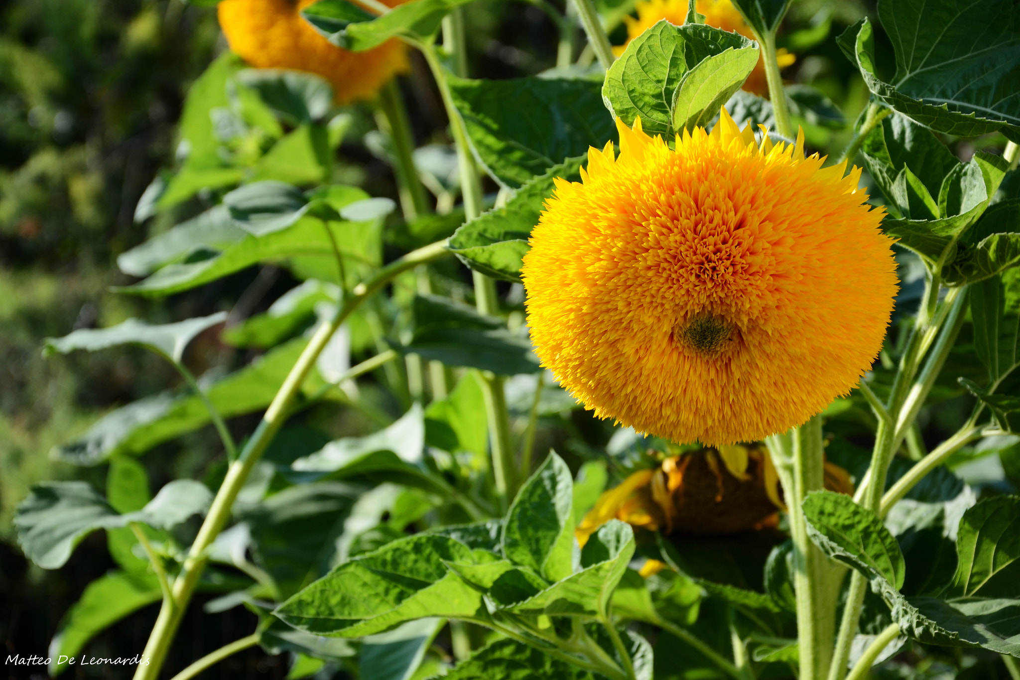 Nikon D3100 sample photo. Cddef o photography