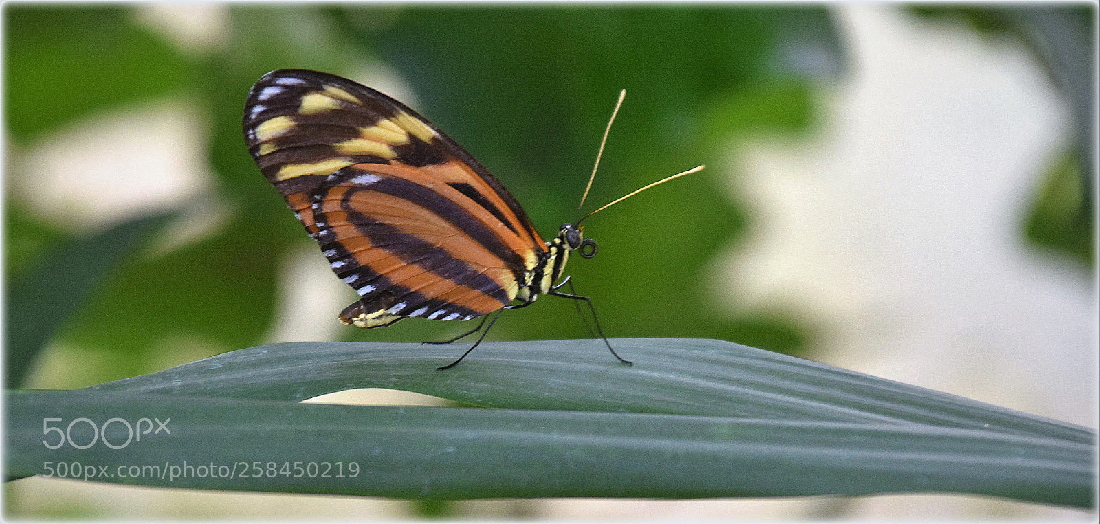 Nikon D7200 sample photo. "reddy" photography