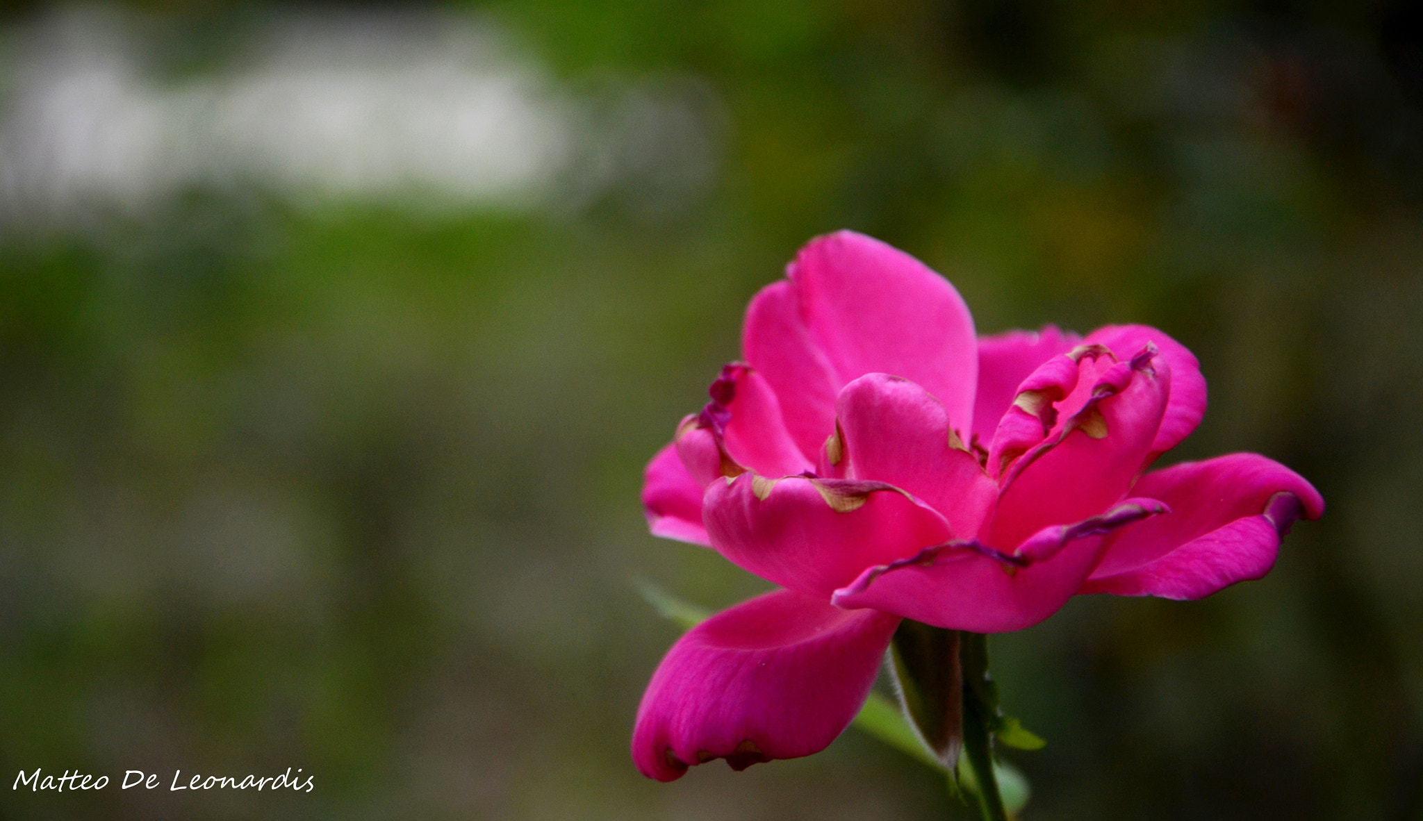 Nikon D3100 sample photo. Effo photography