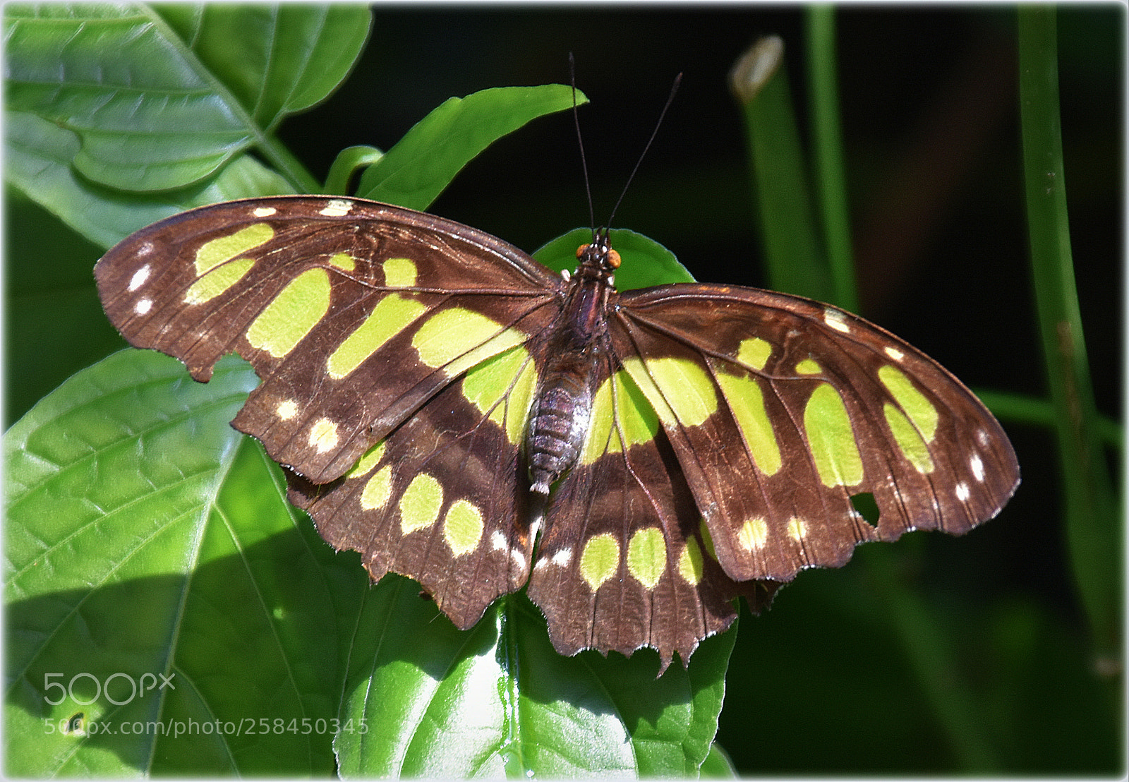 Nikon D7200 sample photo. "playing with sunshine,;" photography