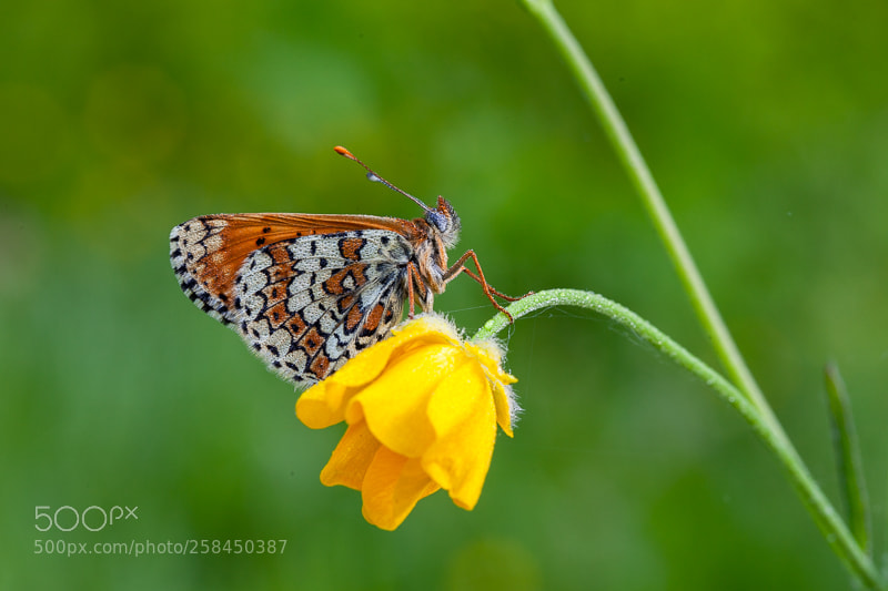 Canon EOS 5D Mark II sample photo. Glanville fritillary with dewdrops photography