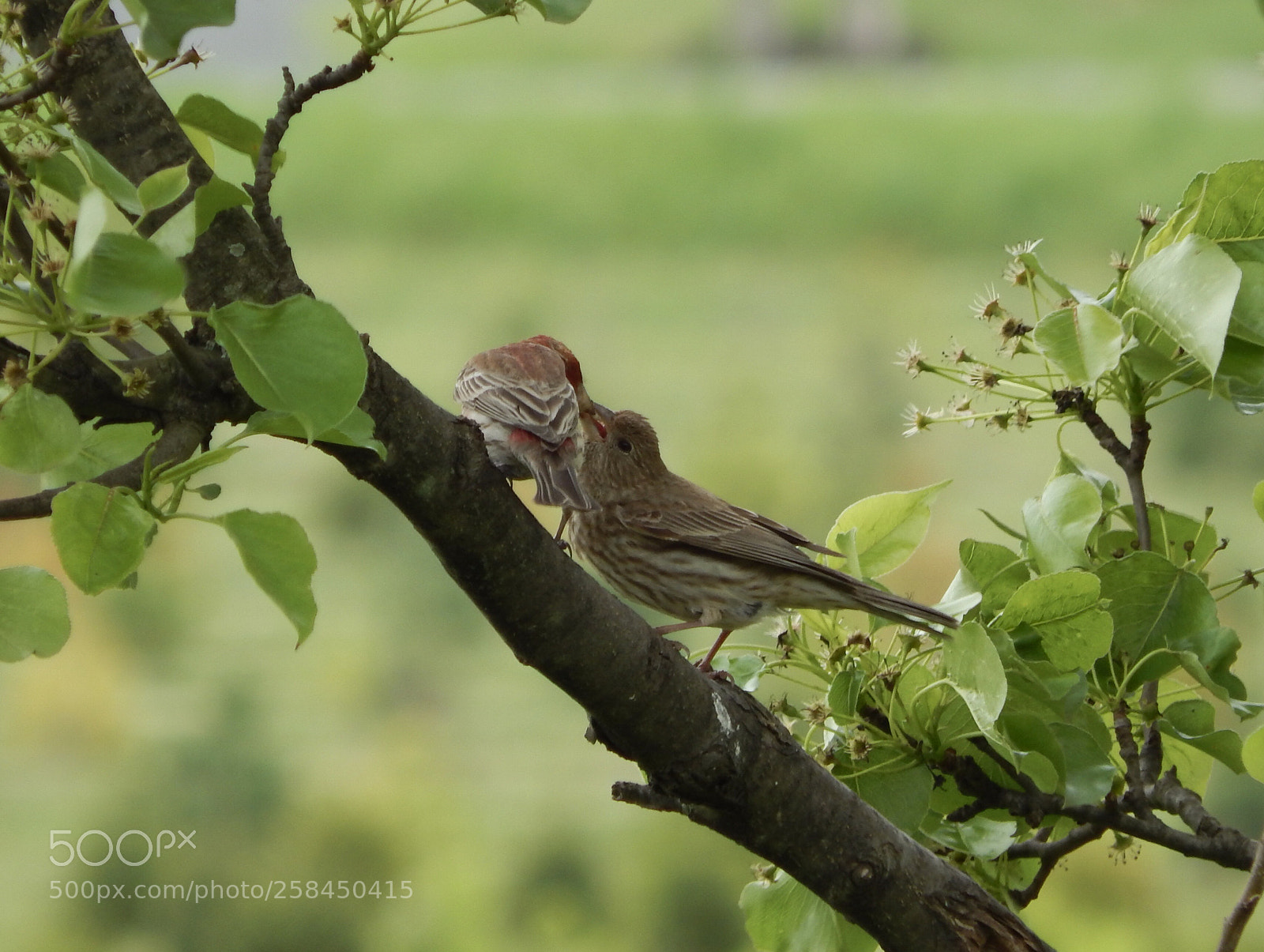 Nikon Coolpix L820 sample photo. House finch and nightingale photography